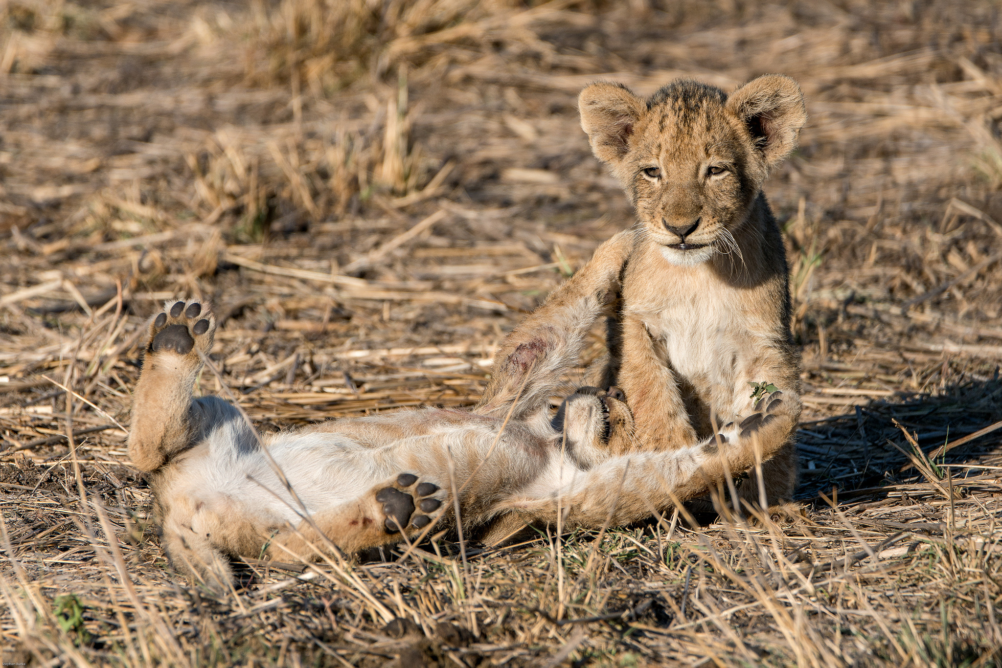 Sony a7R II + Sony 70-400mm F4-5.6 G SSM II sample photo. Lion cubs at play photography