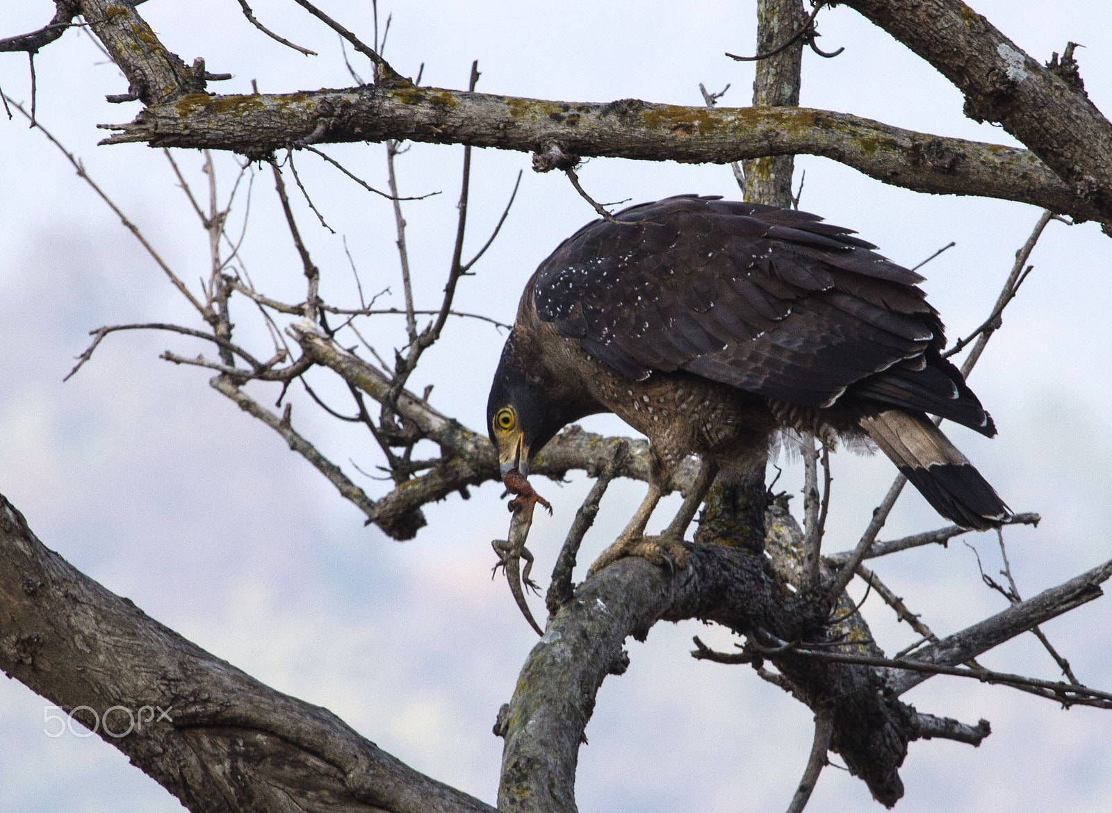 Canon EF 100-400mm F4.5-5.6L IS USM sample photo. Predator photography