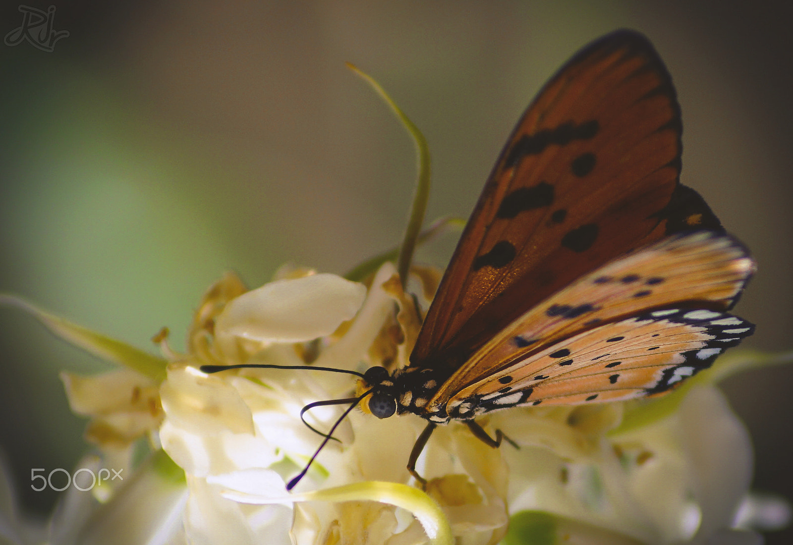 Sony ILCA-77M2 + Sony DT 55-200mm F4-5.6 SAM sample photo. A beautiful tiger butterfly photography