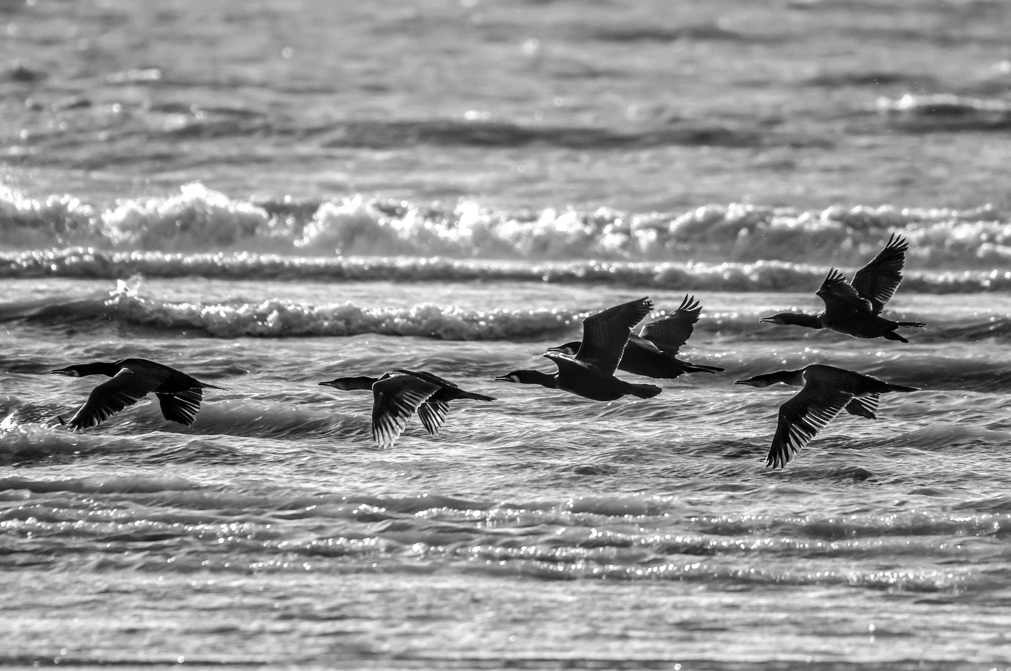Sigma 50-500mm F4.5-6.3 DG OS HSM sample photo. Flight of the cormorants photography