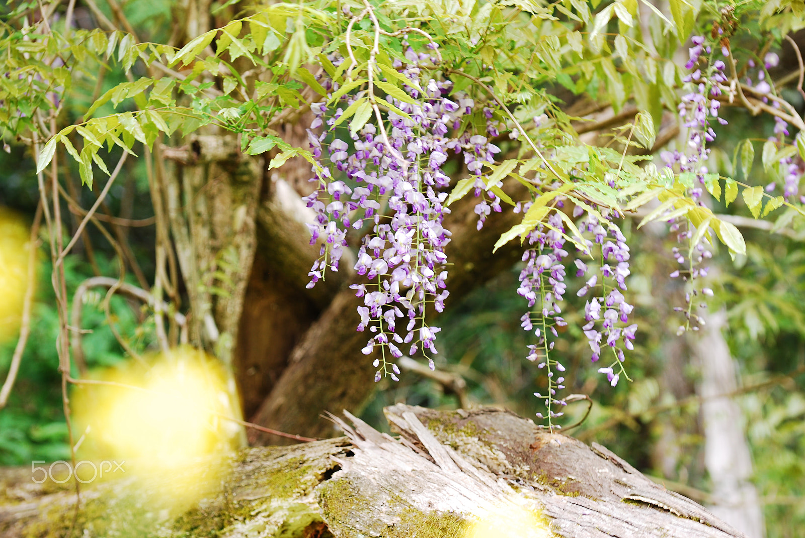 Nikon D60 sample photo. Japanese fuji photography
