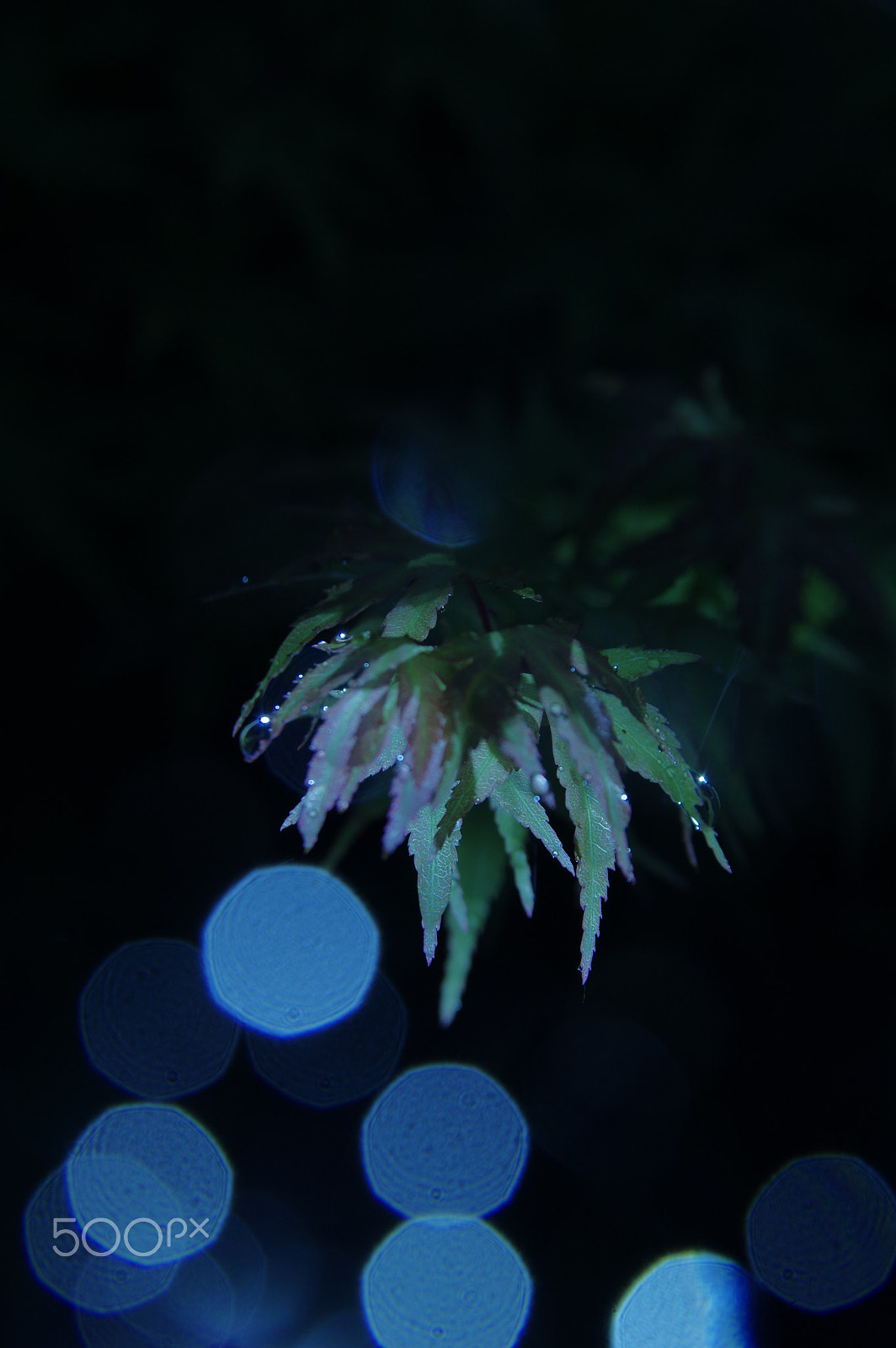 Sigma 17-70mm F2.8-4.5 DC Macro sample photo. The night photography