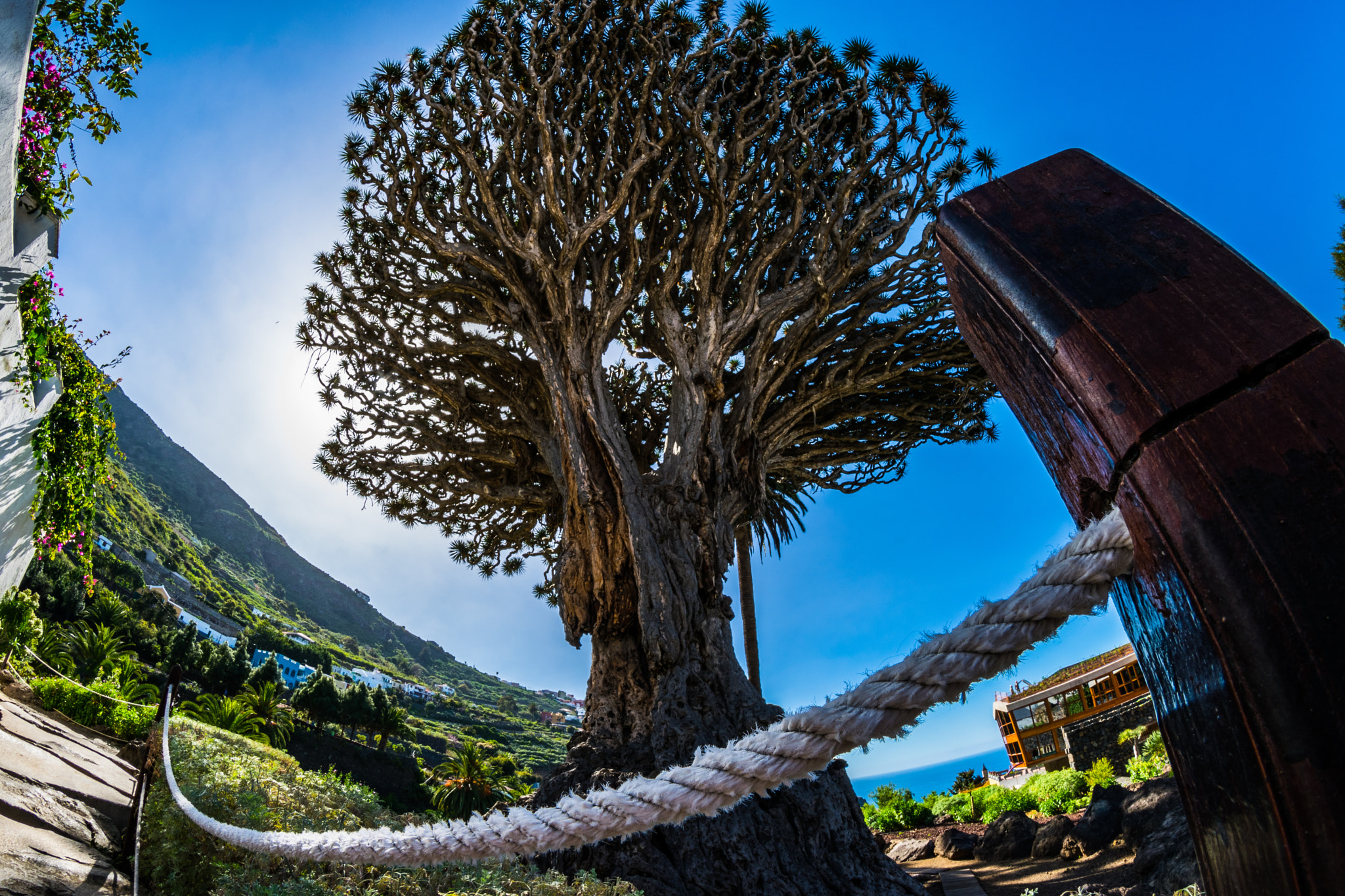 Nikon D5300 + Samyang 8mm F3.5 Aspherical IF MC Fisheye sample photo. Dracaena photography