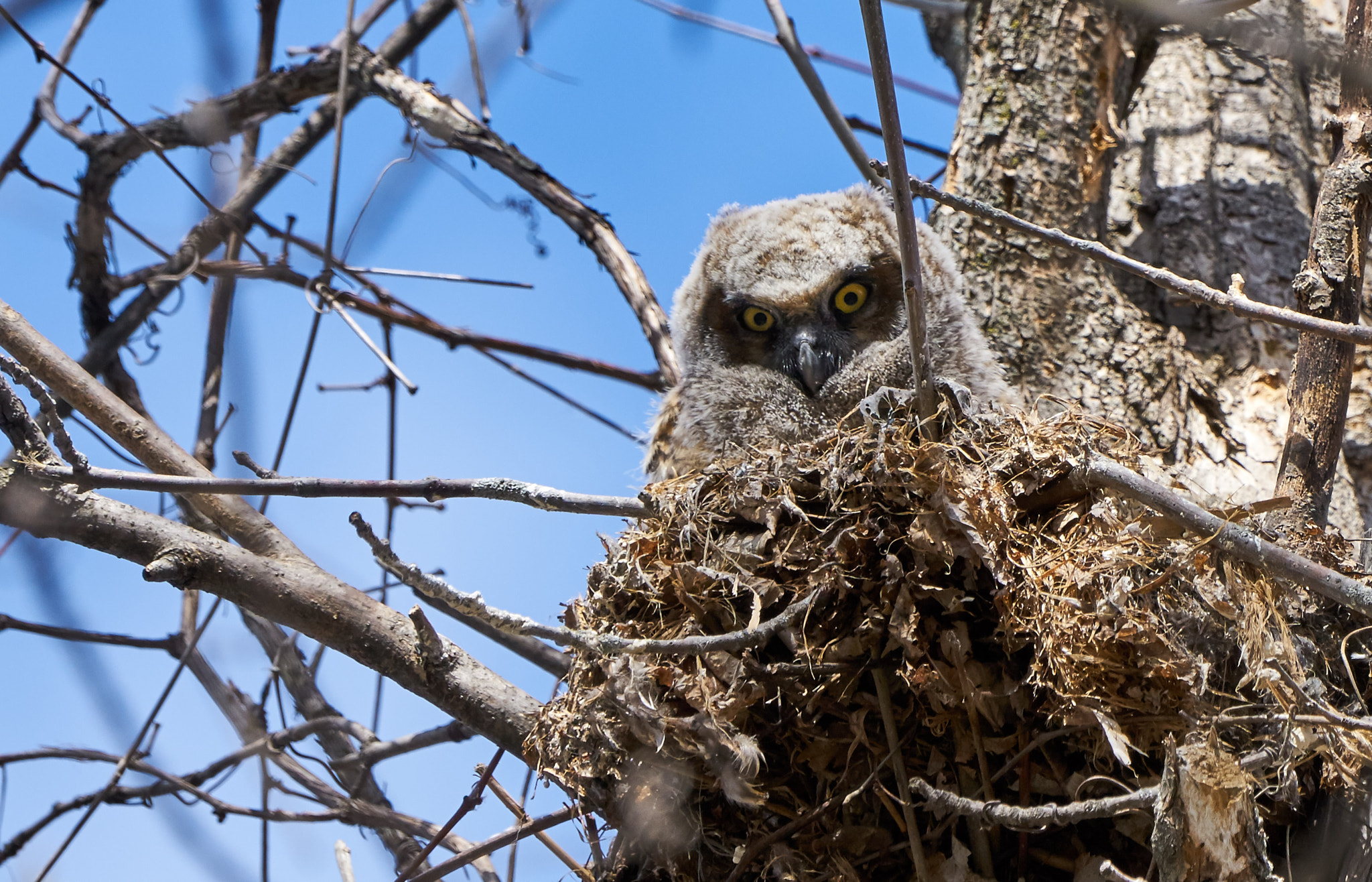Sony ILCA-77M2 + Sony 70-400mm F4-5.6 G SSM II sample photo. Great horned owl chick photography