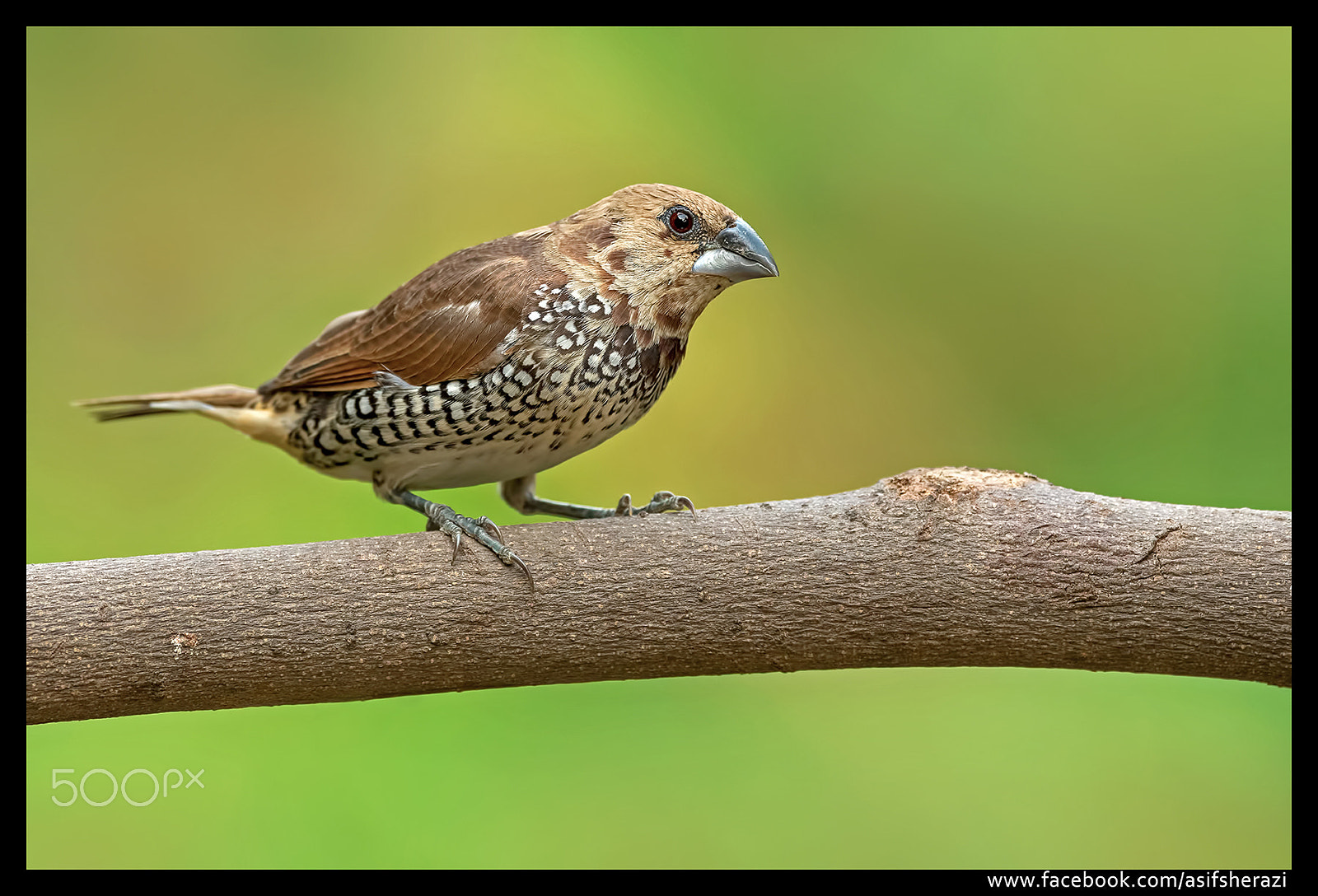 Nikon D5 sample photo. Beauty of the nature photography