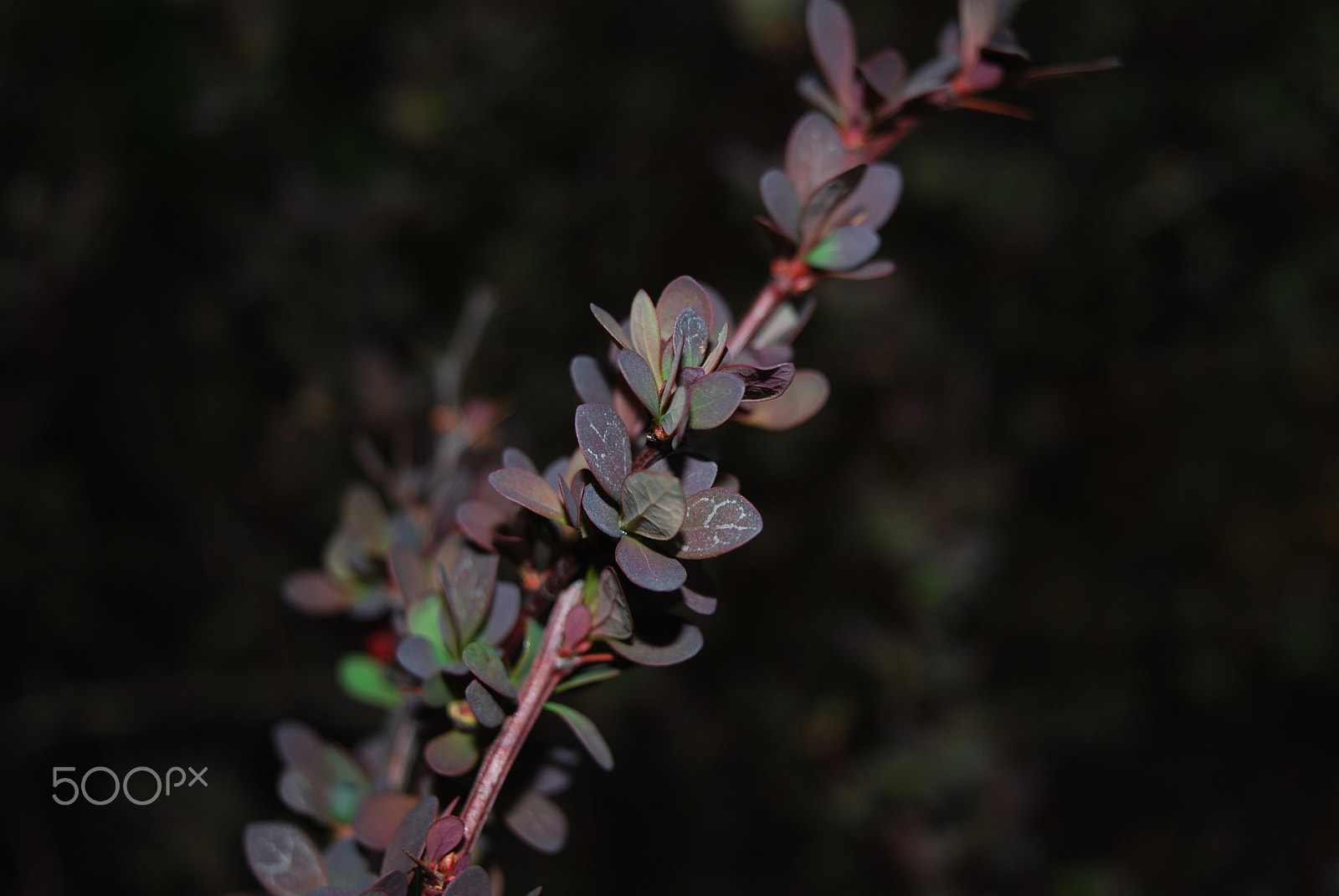 Nikon D60 sample photo. Spring growth photography