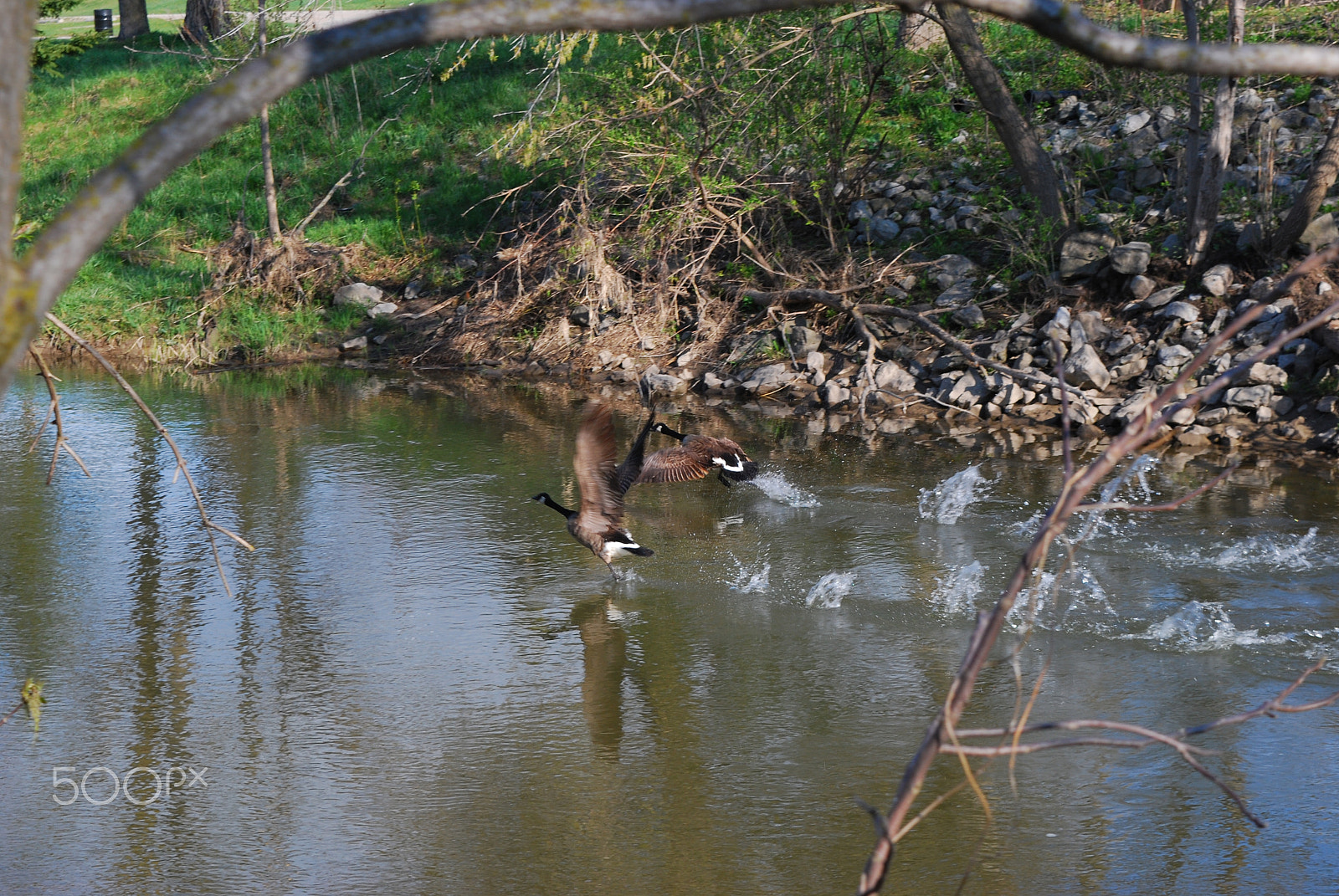 Nikon D60 sample photo. Canada geese taking flight photography