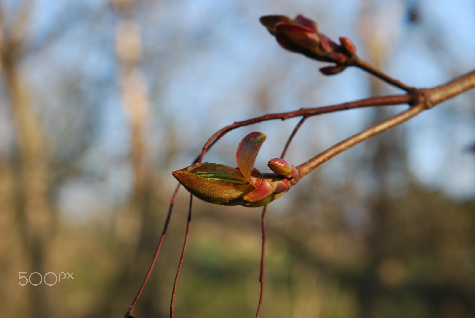 Nikon D60 sample photo. Bloom photography