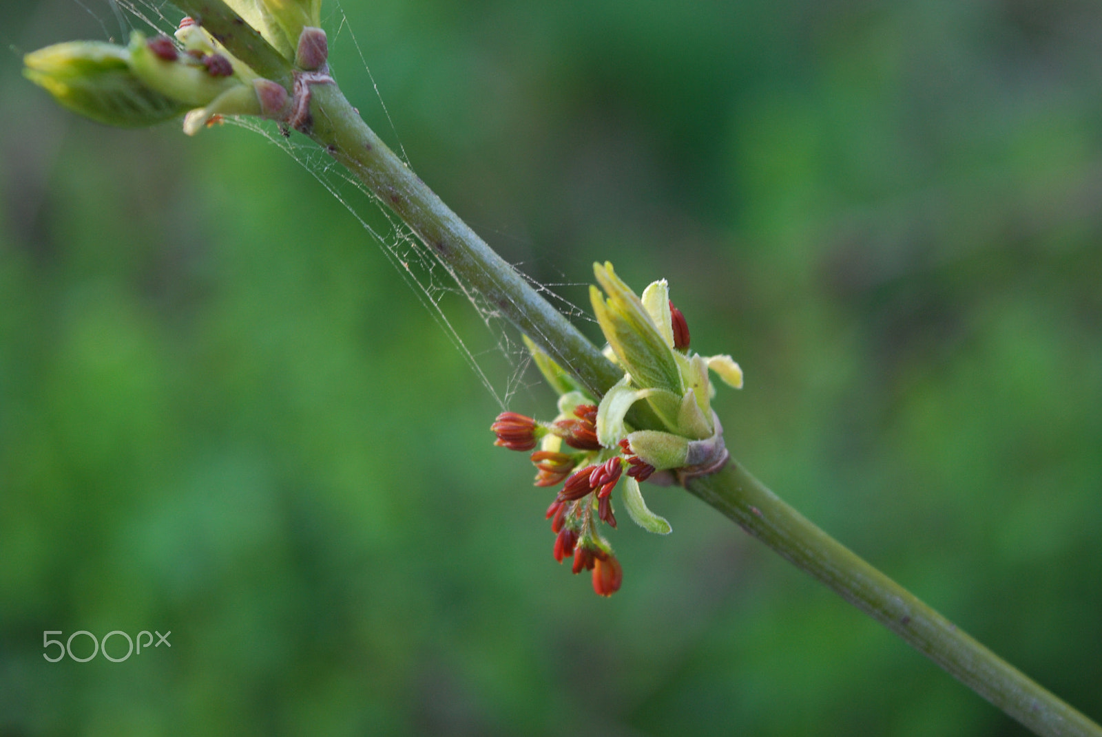 Nikon D60 sample photo. Spring growth photography