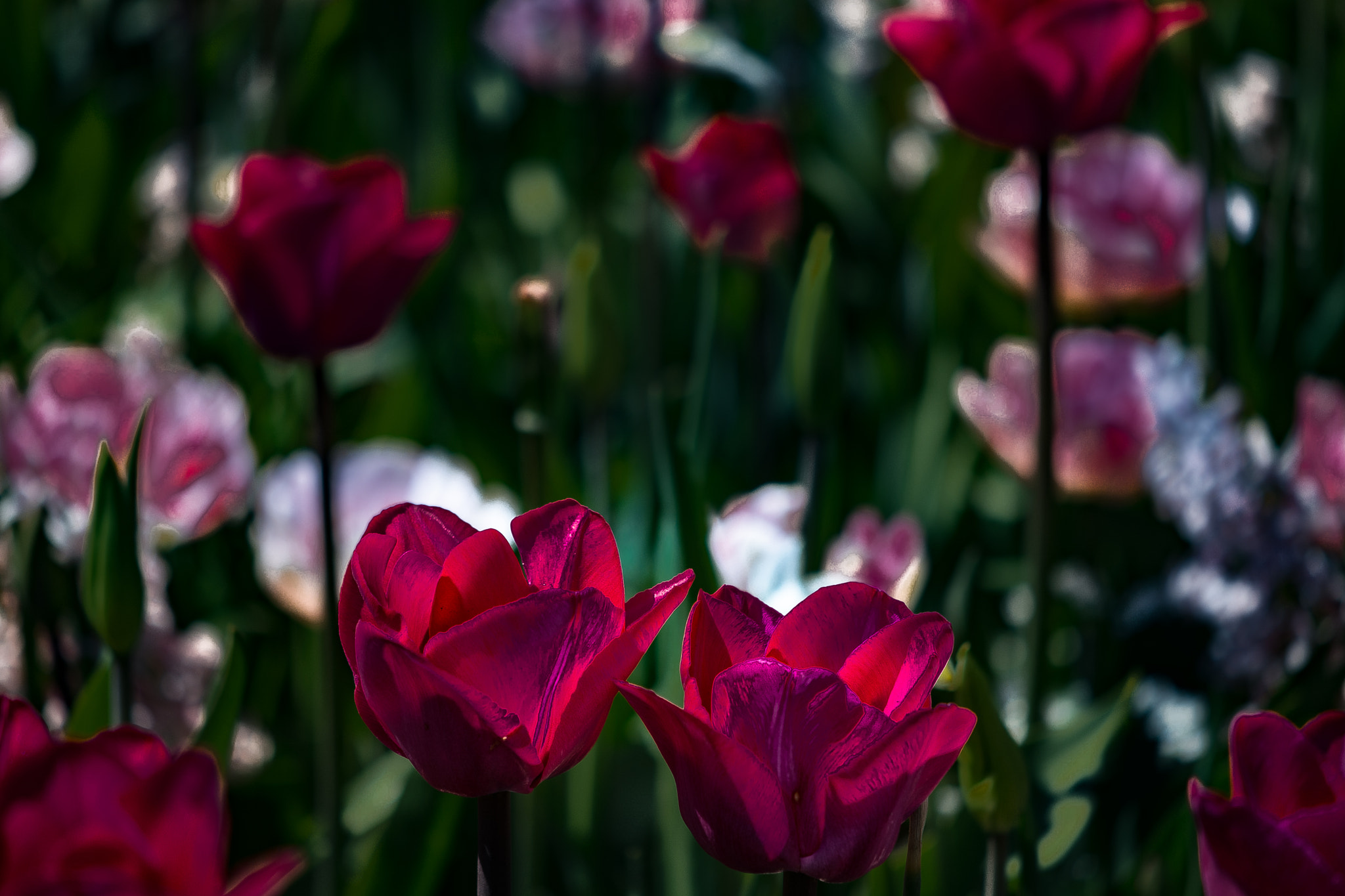 Nikon AF-S DX Micro-Nikkor 85mm F3.5G ED VR sample photo. Psychadelic tulips photography