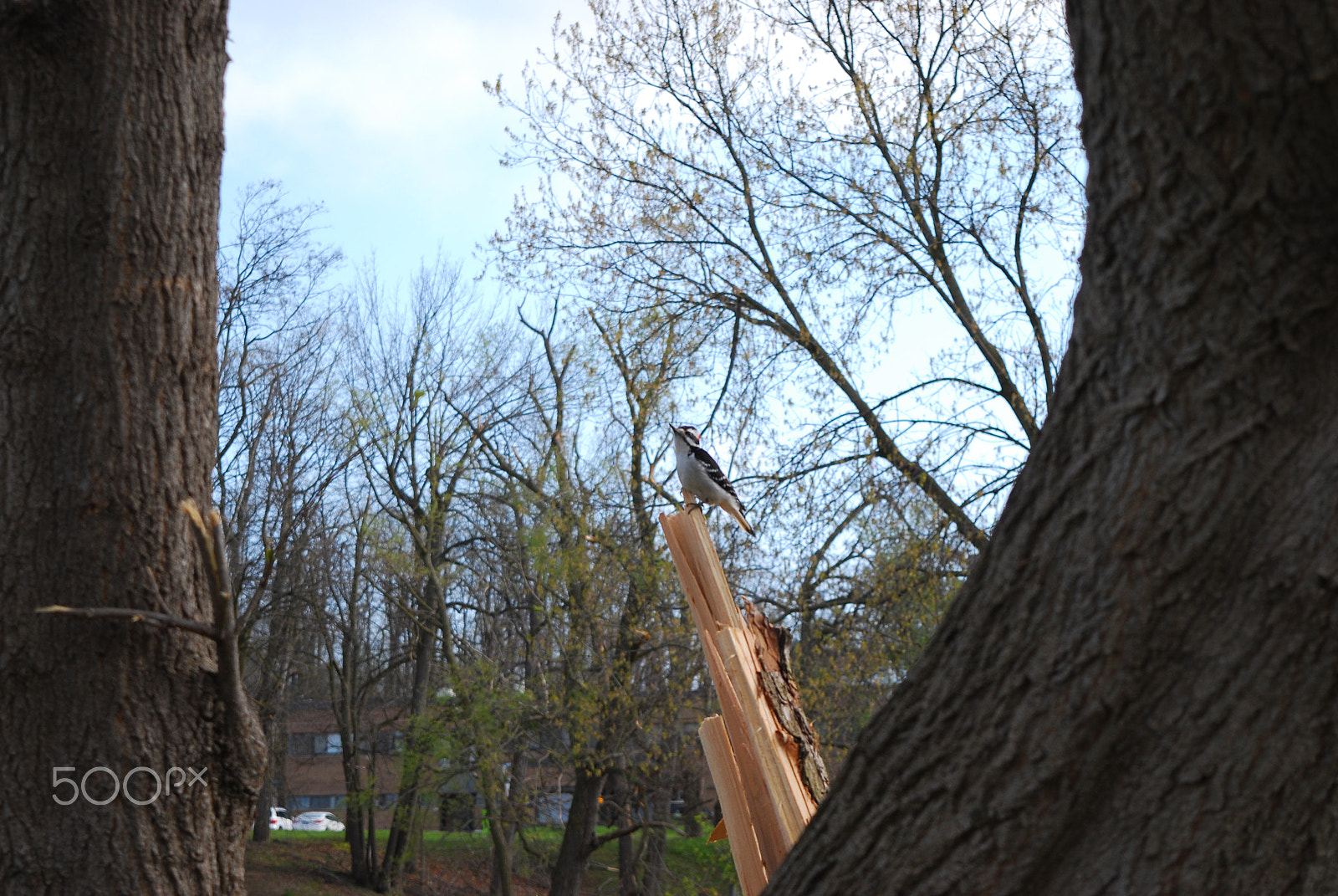 Nikon D60 sample photo. Woodpecker photography