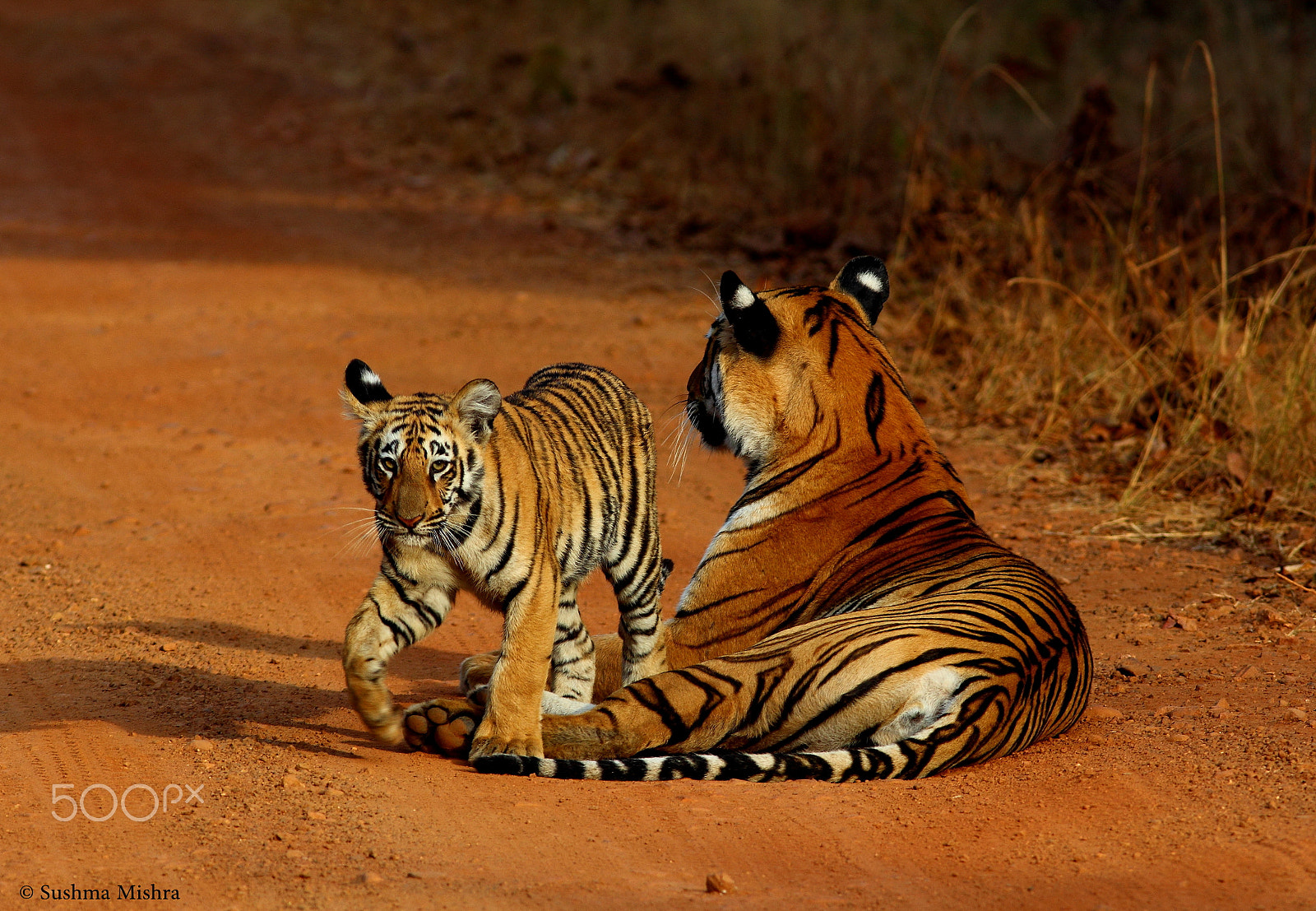 Canon EF 300mm F4L IS USM sample photo. Mother and cub - 1 photography