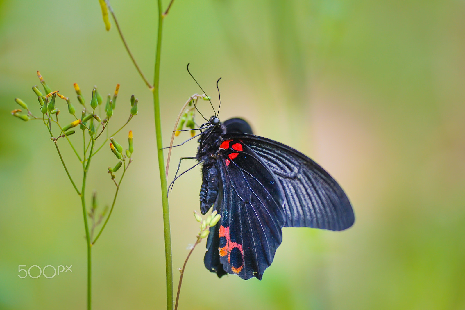 Sony ILCA-77M2 + Minolta AF 100mm F2.8 Macro [New] sample photo. The great mormon2 photography