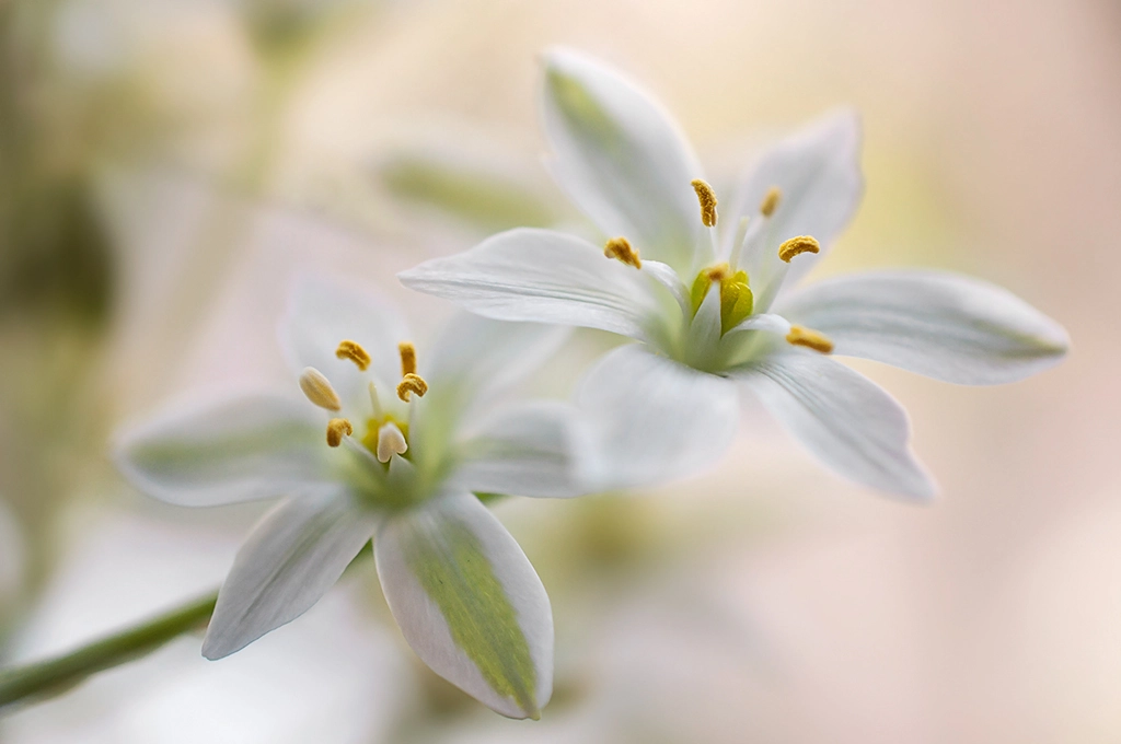 Nikon AF-S DX Micro Nikkor 40mm F2.8 sample photo. Ornithogalum photography
