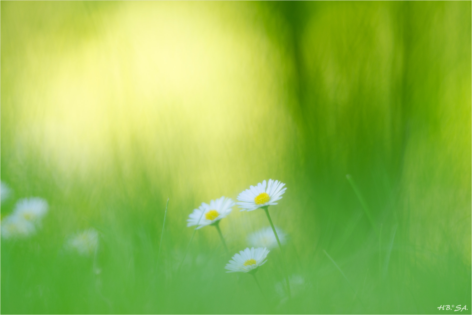 Sigma 150mm F2.8 EX DG OS Macro HSM sample photo. Zarte gänseblümchen photography