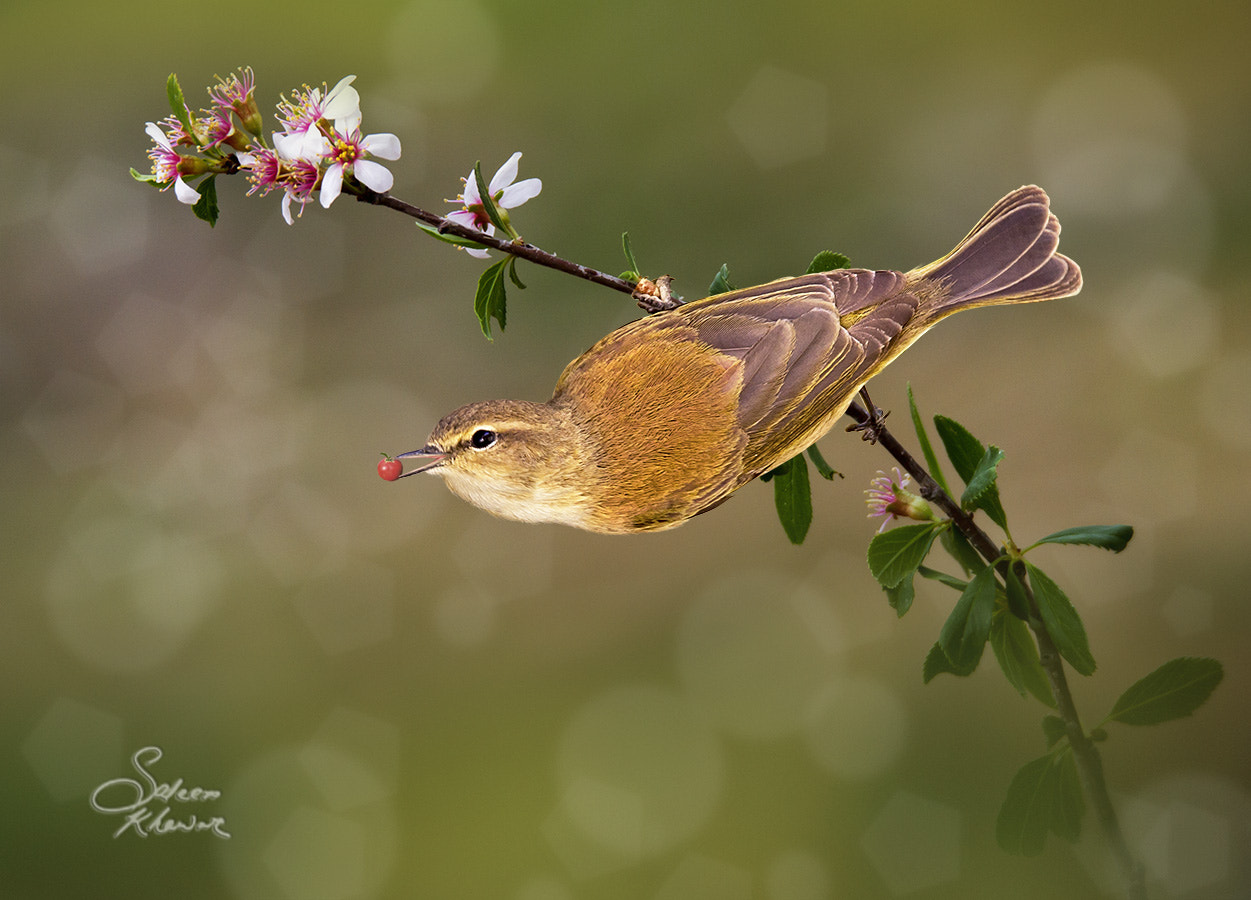 Sigma 150-600mm F5-6.3 DG OS HSM | C sample photo. Found a sweet berrie photography