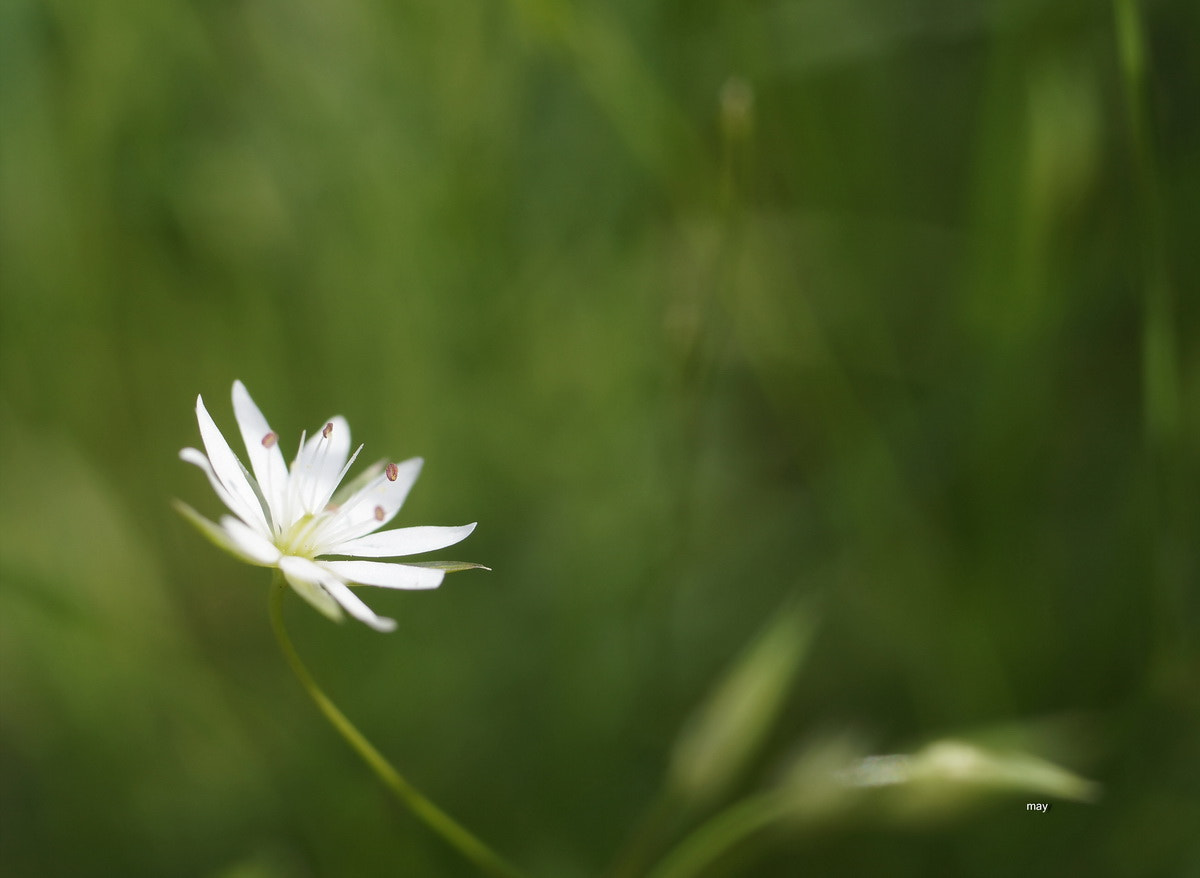 Sony SLT-A65 (SLT-A65V) + Minolta AF 50mm F1.7 sample photo. звездчатка photography