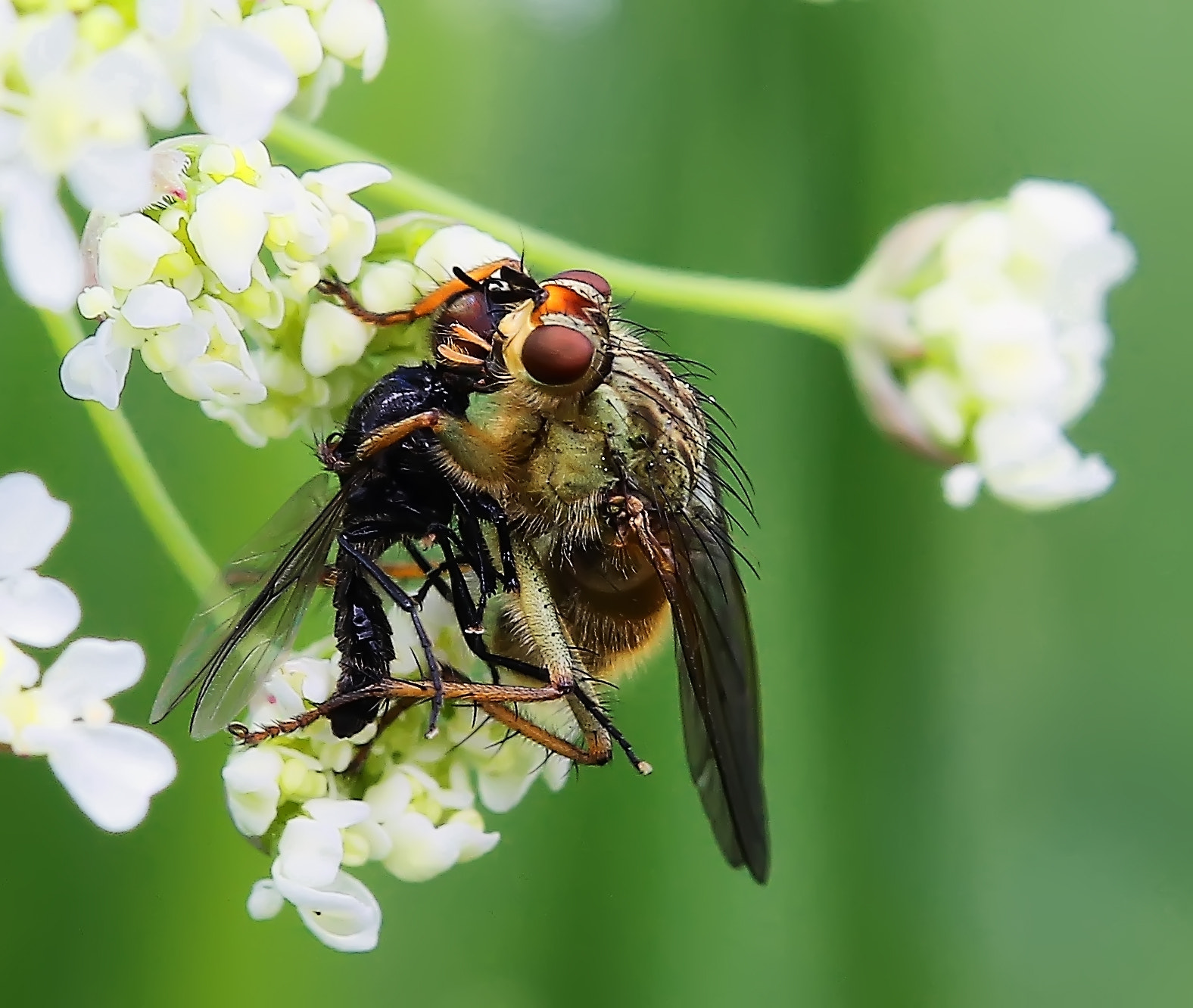 Canon EF 100mm F2.8 Macro USM sample photo. Deadly embrace photography