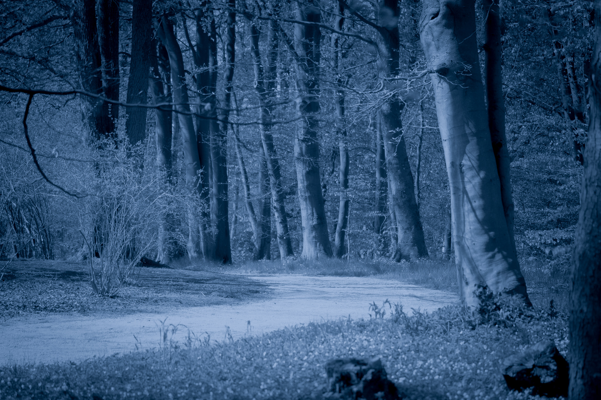 Nikon AF-S DX Micro-Nikkor 85mm F3.5G ED VR sample photo. Spooky forrest photography