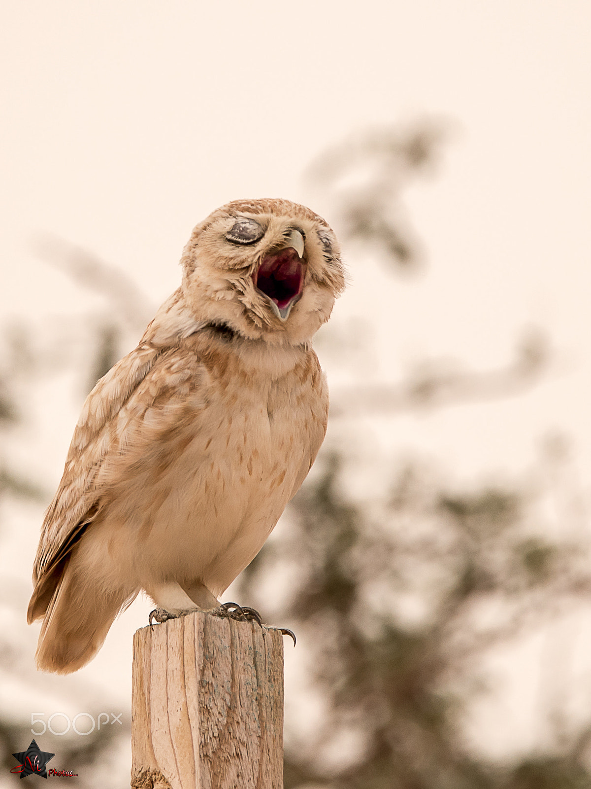 Nikon D5 sample photo. Little owl_psn9645.jpg photography