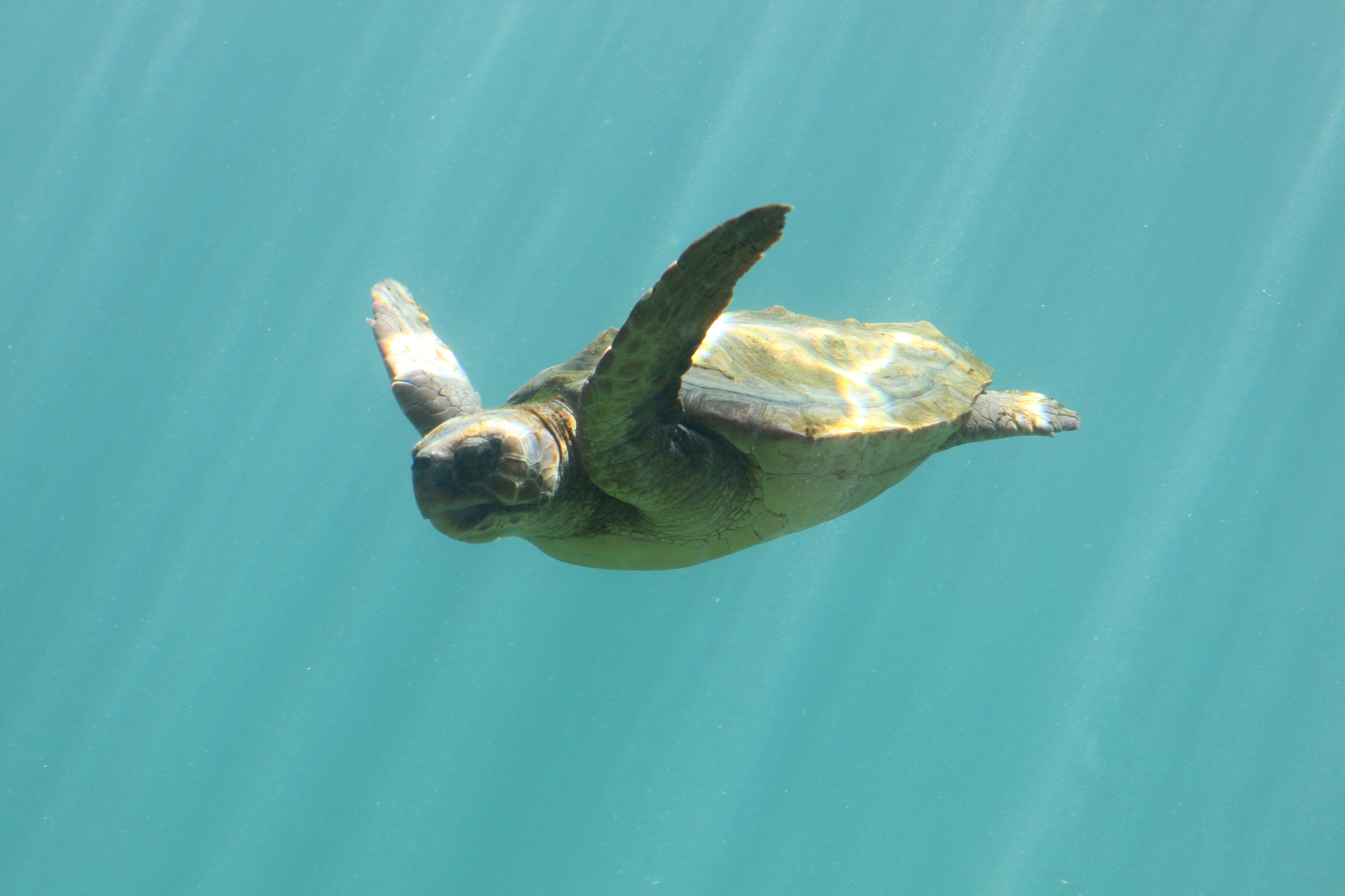 Canon EF 28-105mm f/3.5-4.5 USM sample photo. Sea turtle underwater photography