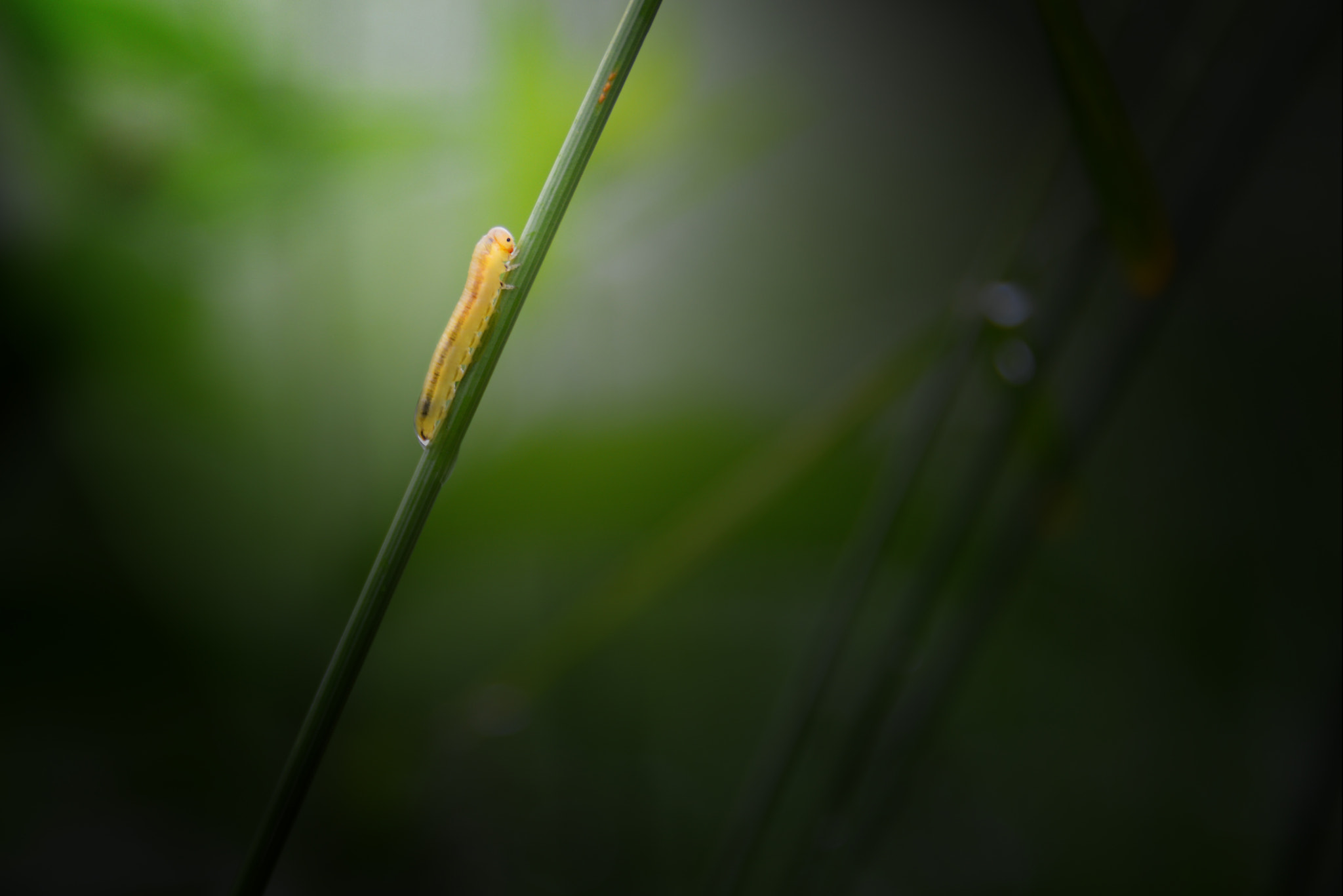 Nikon D800 + Nikon PC-E Nikkor 24mm F3.5D ED Tilt-Shift sample photo. Alone photography