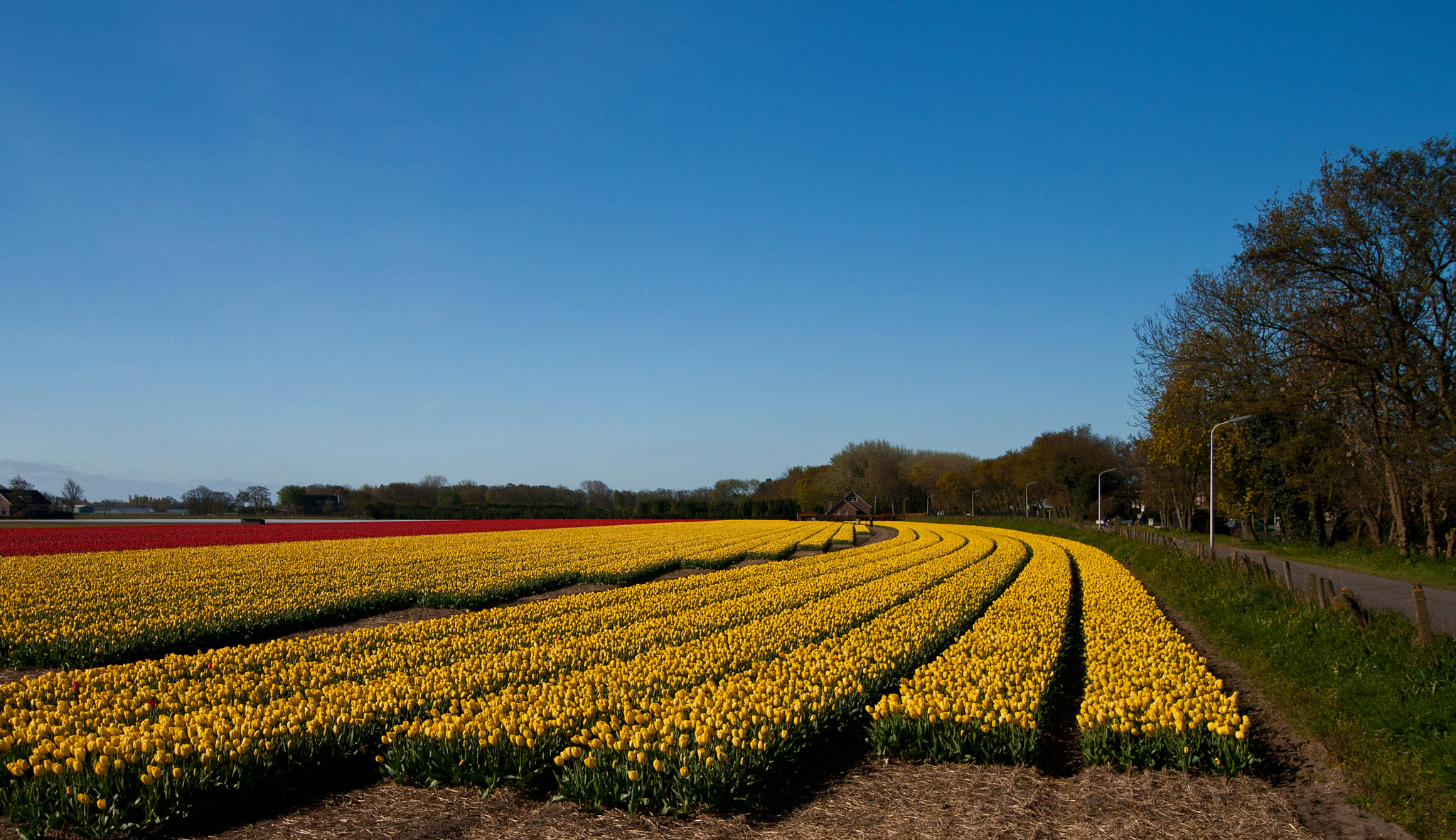Canon EF-S 10-18mm F4.5–5.6 IS STM sample photo. Nice tulip curves photography