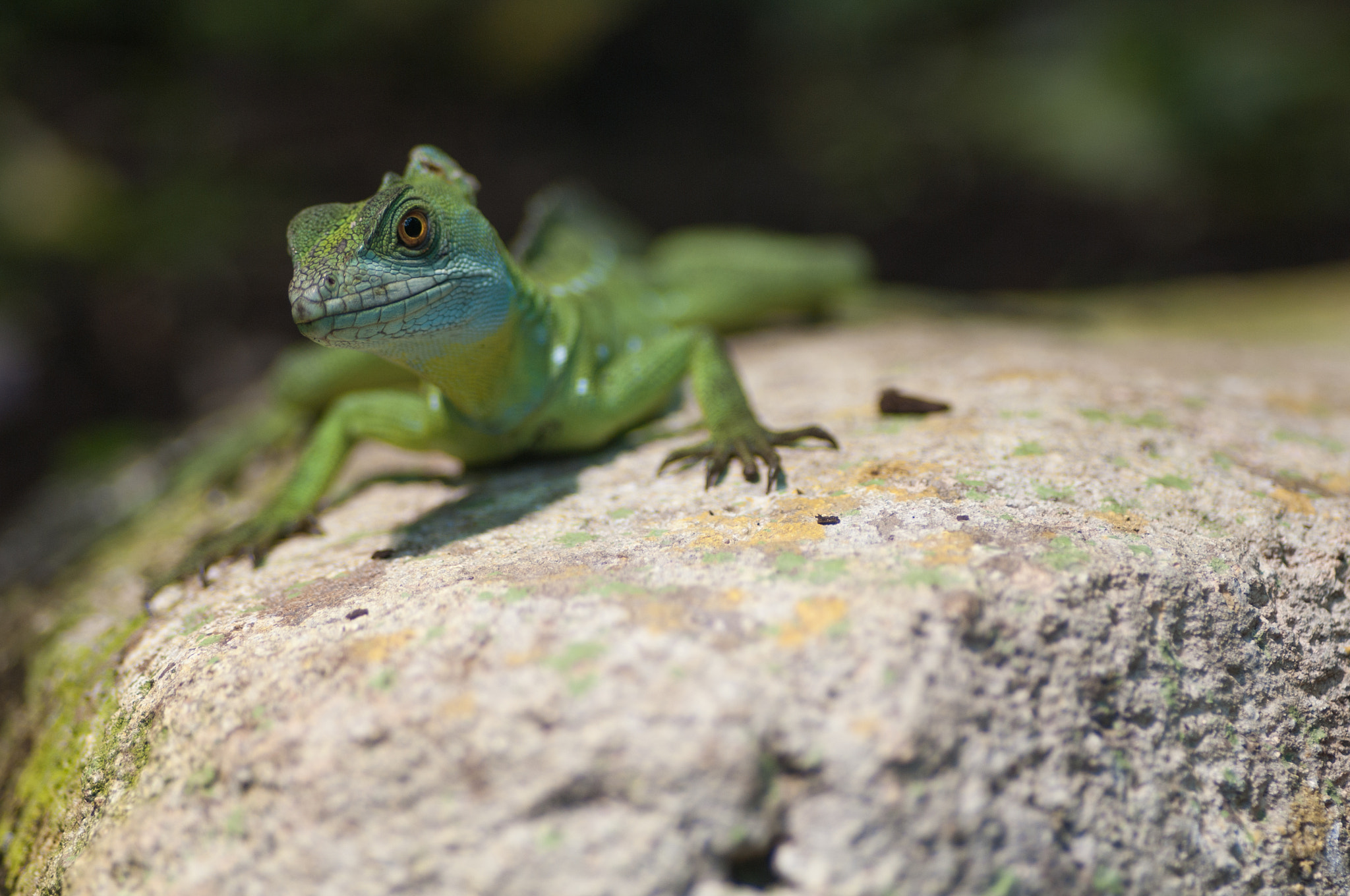 Pentax smc D-FA 100mm F2.8 Macro WR sample photo. Small dinosaure photography