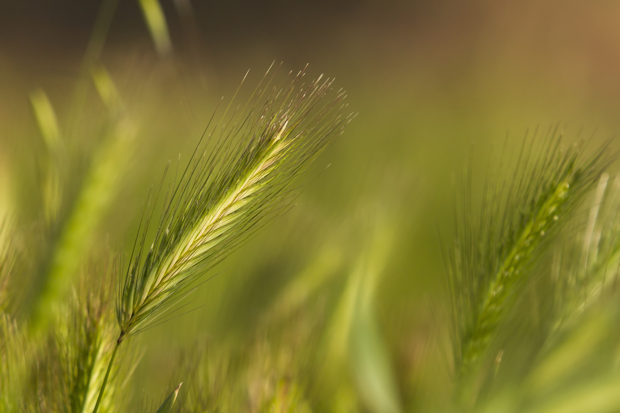 Sigma 50-500mm f/4-6.3 APO HSM EX sample photo. ..single one in the crowd.. photography