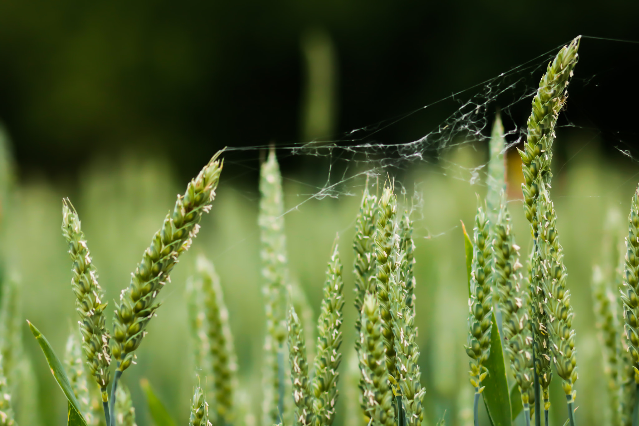 Canon EOS 750D (EOS Rebel T6i / EOS Kiss X8i) + Canon EF 85mm F1.8 USM sample photo. Spider's web photography