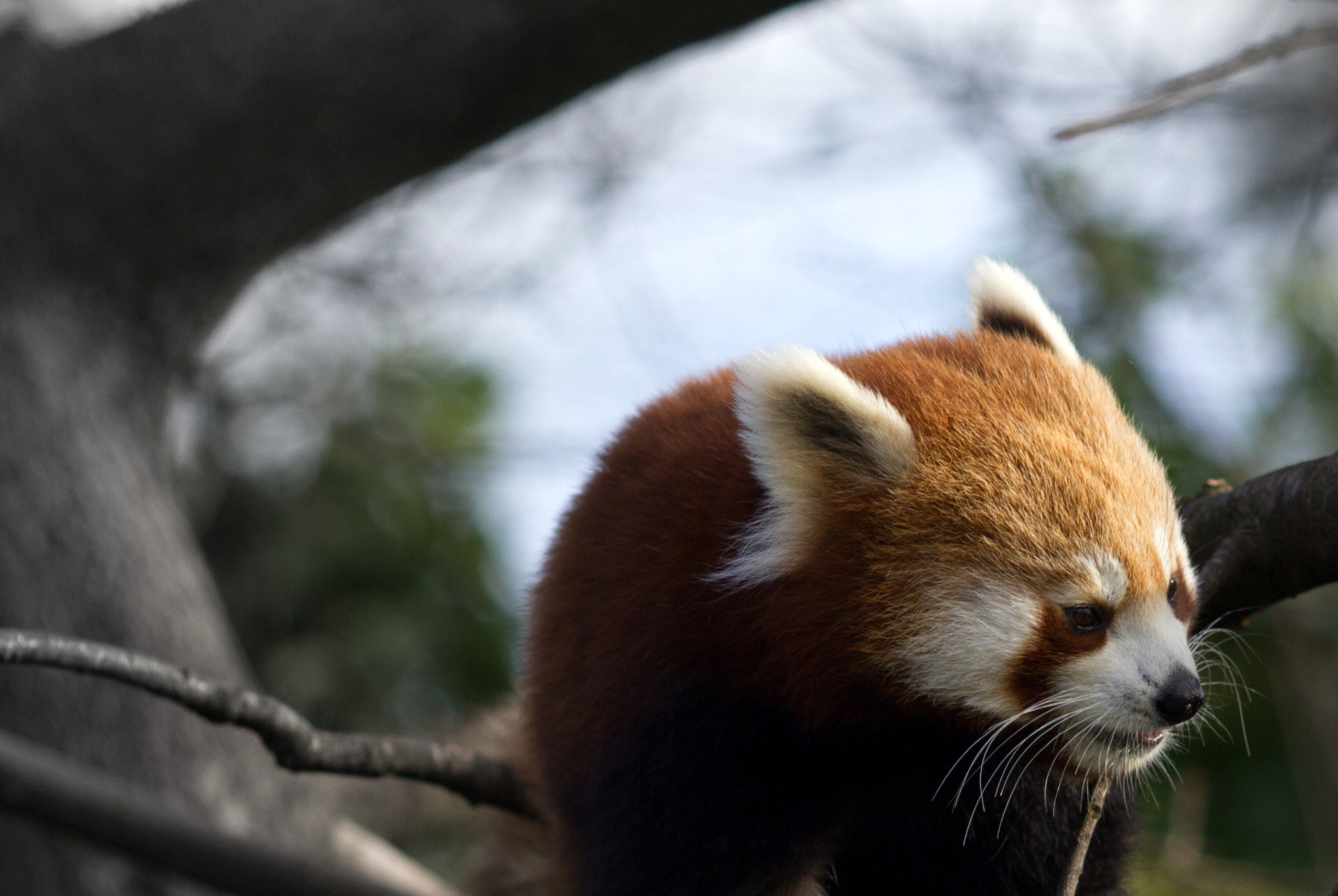 Canon EOS 550D (EOS Rebel T2i / EOS Kiss X4) + Canon EF 200mm F2.8L II USM sample photo. Red panda photography