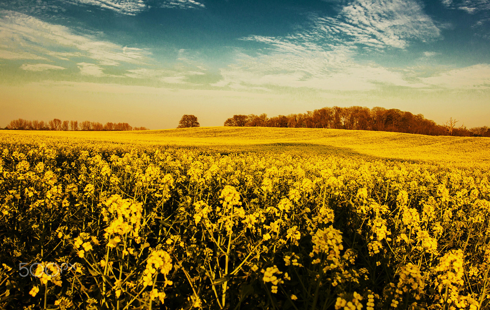 Nikon D90 + Nikon AF-S Nikkor 20mm F1.8G ED sample photo. Mellow yellow photography