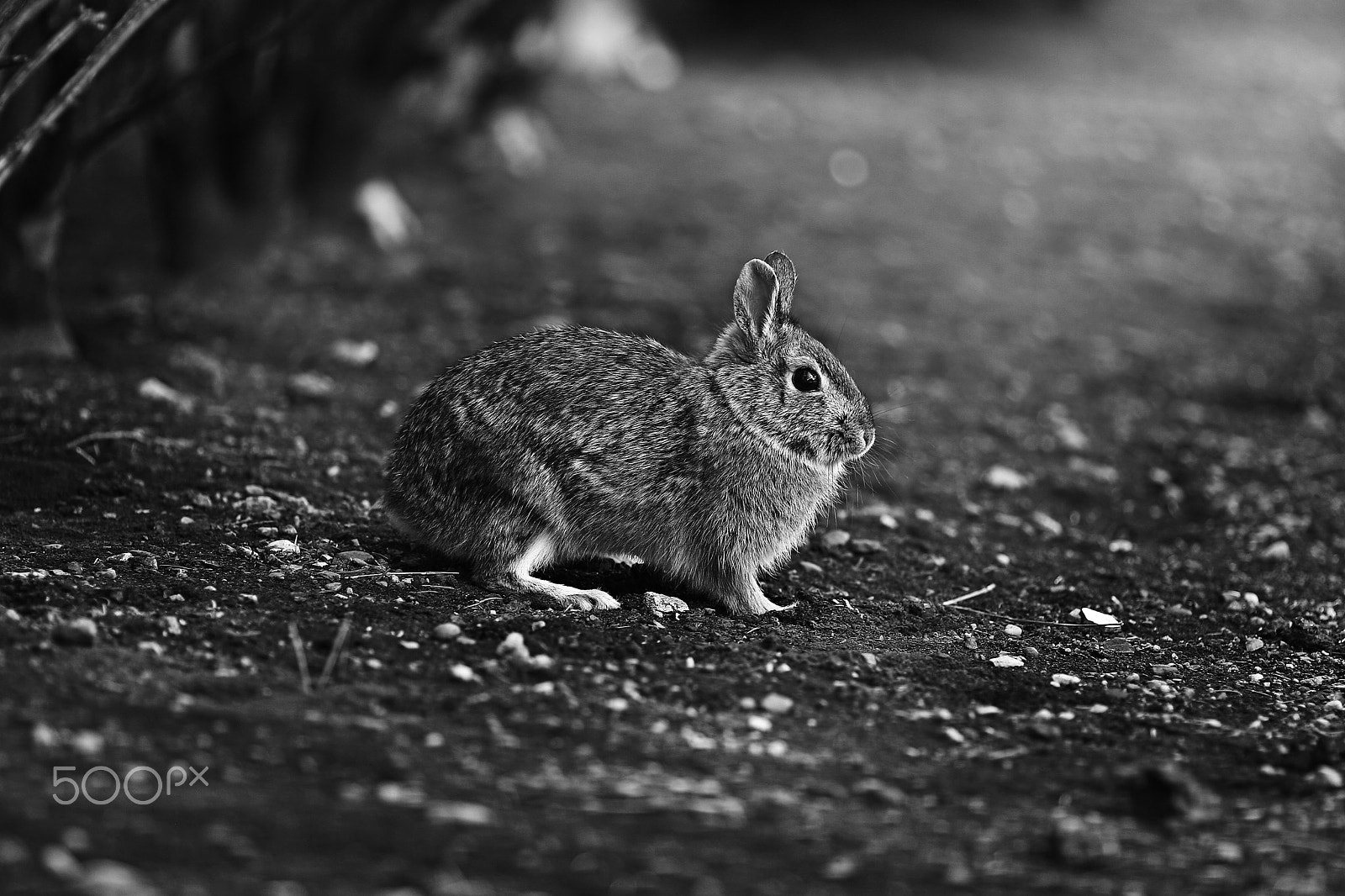 Canon EOS 30D + Canon EF 135mm F2L USM sample photo. Bunny photography