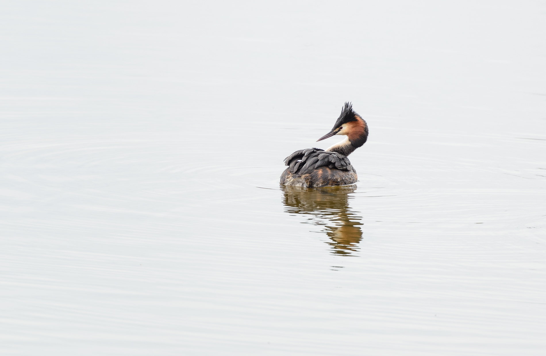 Nikon D600 sample photo. Grebe before mating dance photography