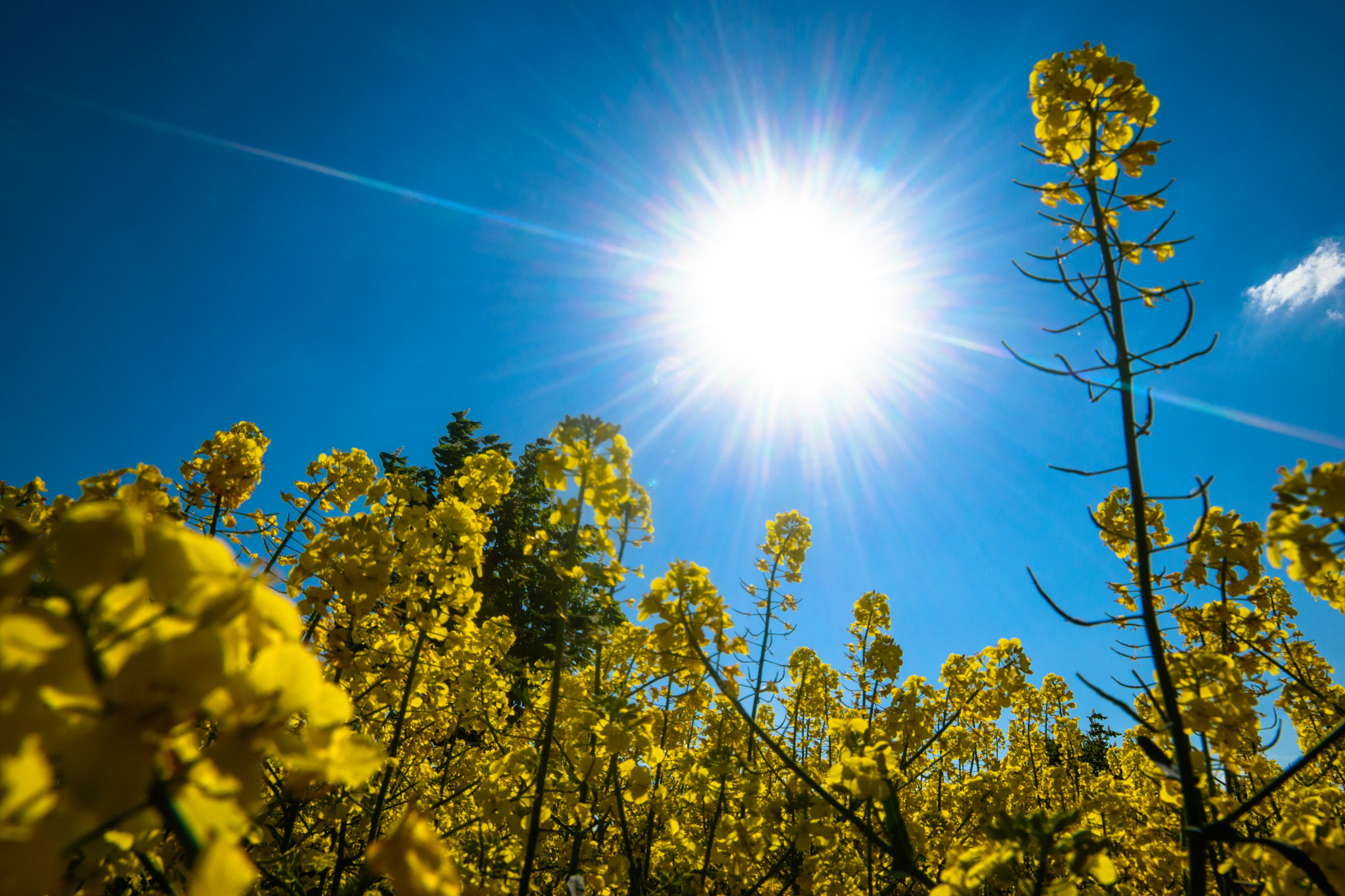 Samyang 14mm F2.8 ED AS IF UMC sample photo. Rape blossom season / rapsblüte photography