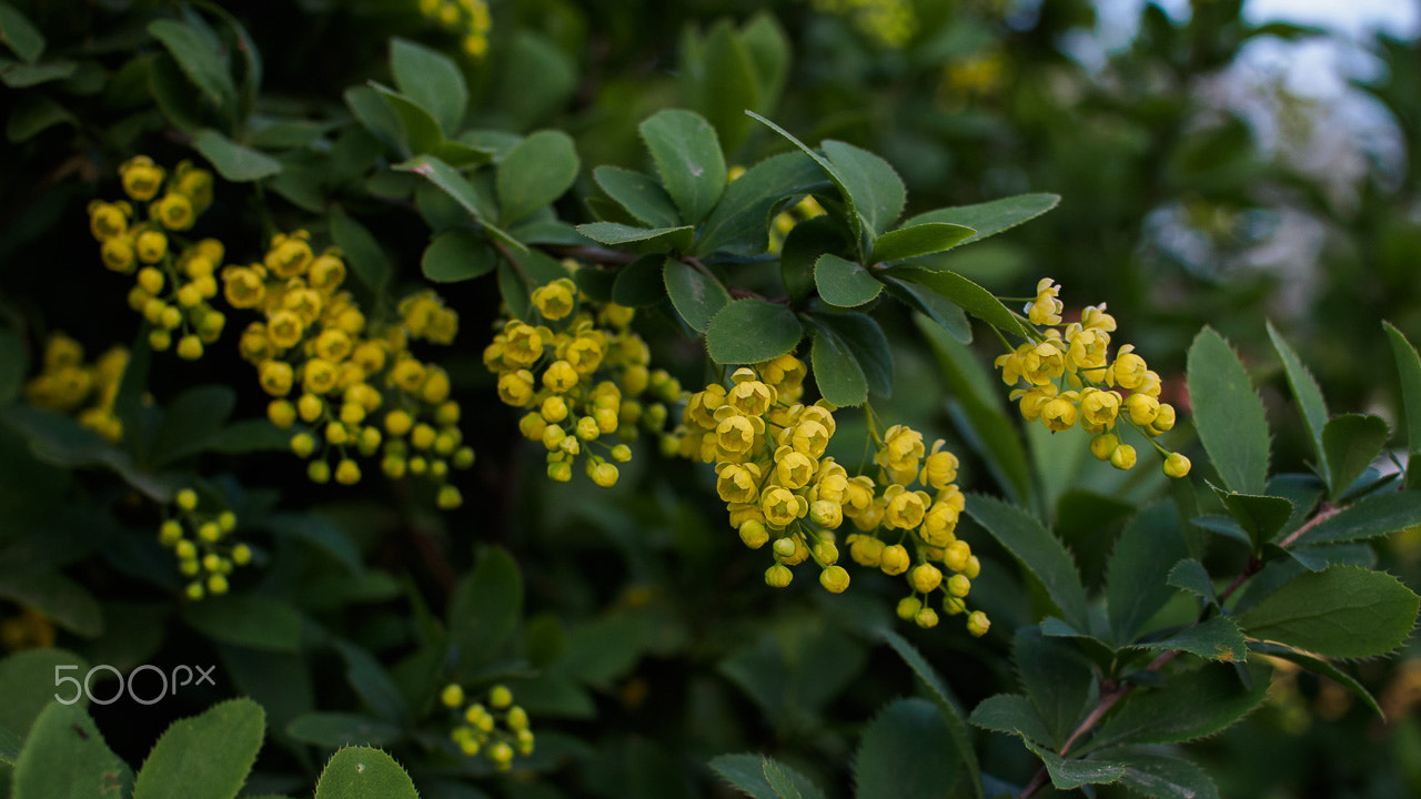 Olympus PEN E-PL6 + Olympus M.Zuiko Digital 25mm F1.8 sample photo. Barberry flowers photography