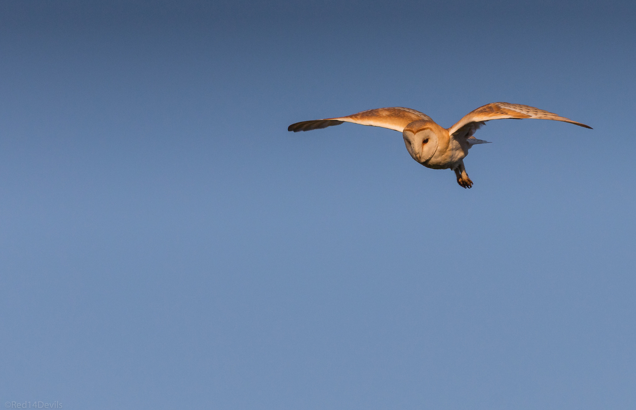 Canon EOS 5DS + Canon EF 100-400mm F4.5-5.6L IS II USM sample photo. Barn owl , leeds photography