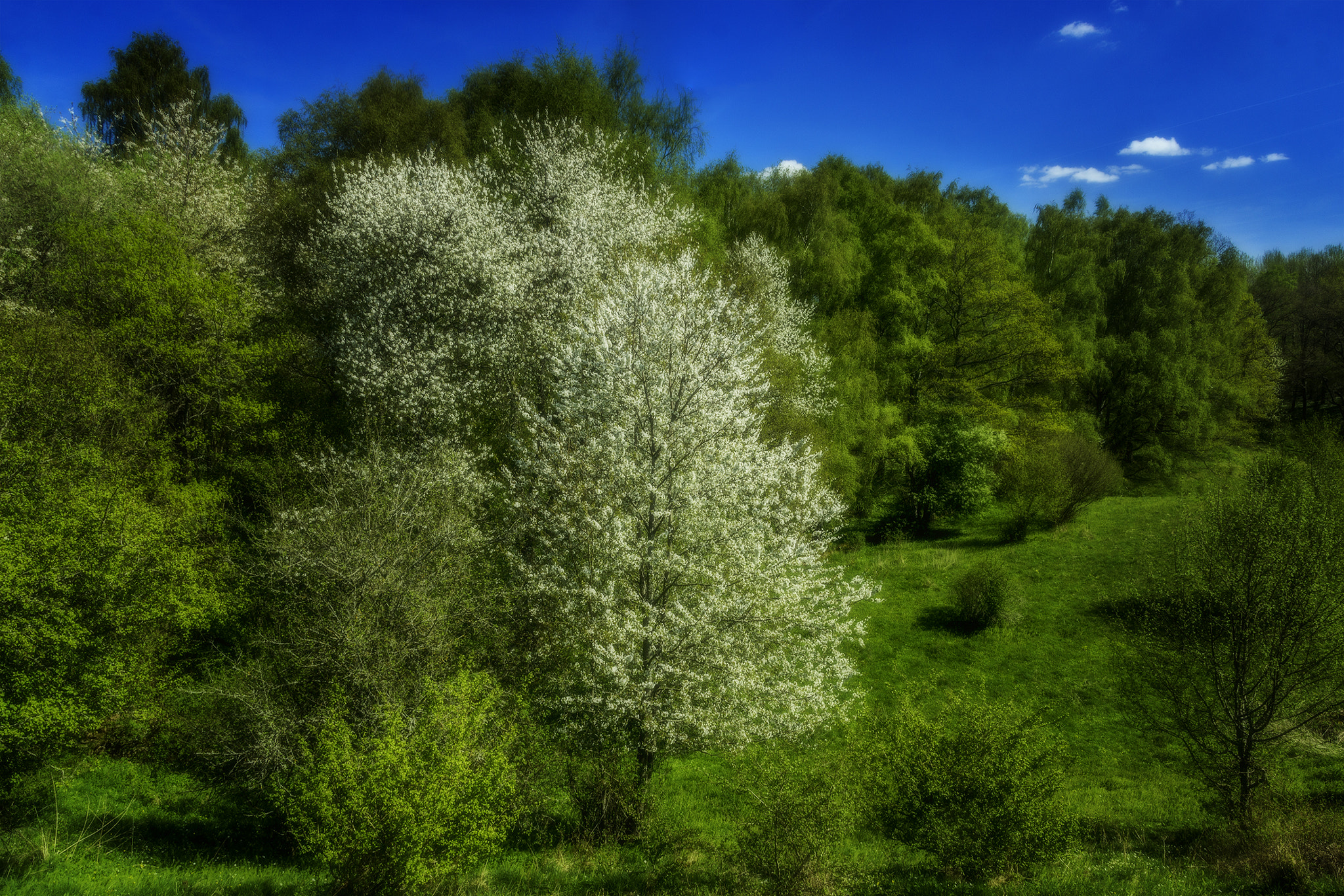 Sony SLT-A65 (SLT-A65V) + 17-50mm F2.8 sample photo. Skovde spring photography