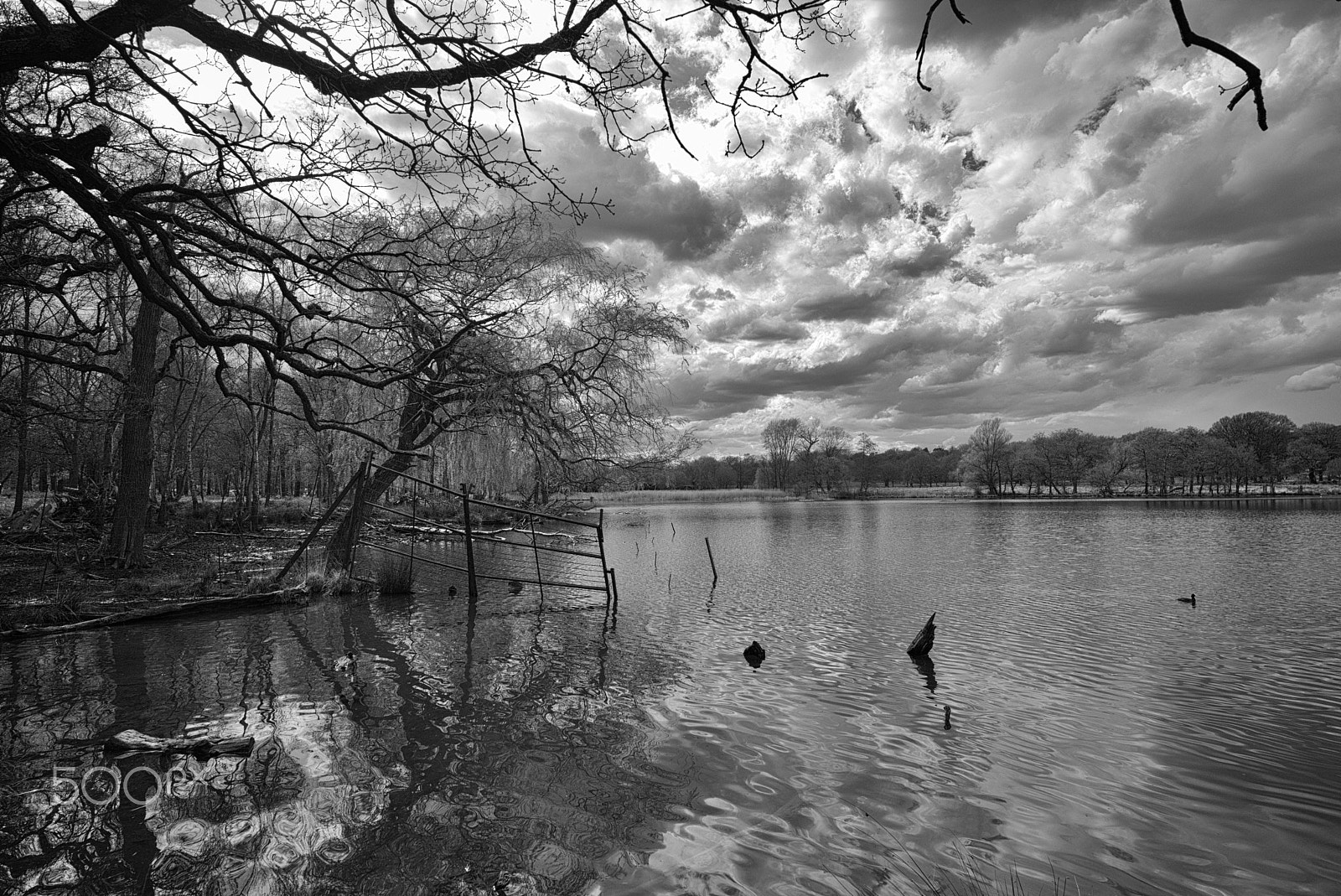 Leica Super-Elmar-M 21mm F3.4 ASPH sample photo. Pen ponds, richmond park photography
