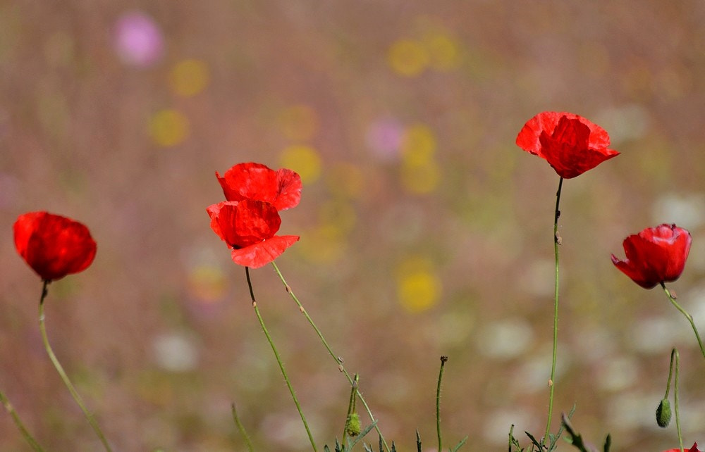 Nikon D7100 + Sigma 70-300mm F4-5.6 APO Macro Super II sample photo. Les fleurs de pavot photography