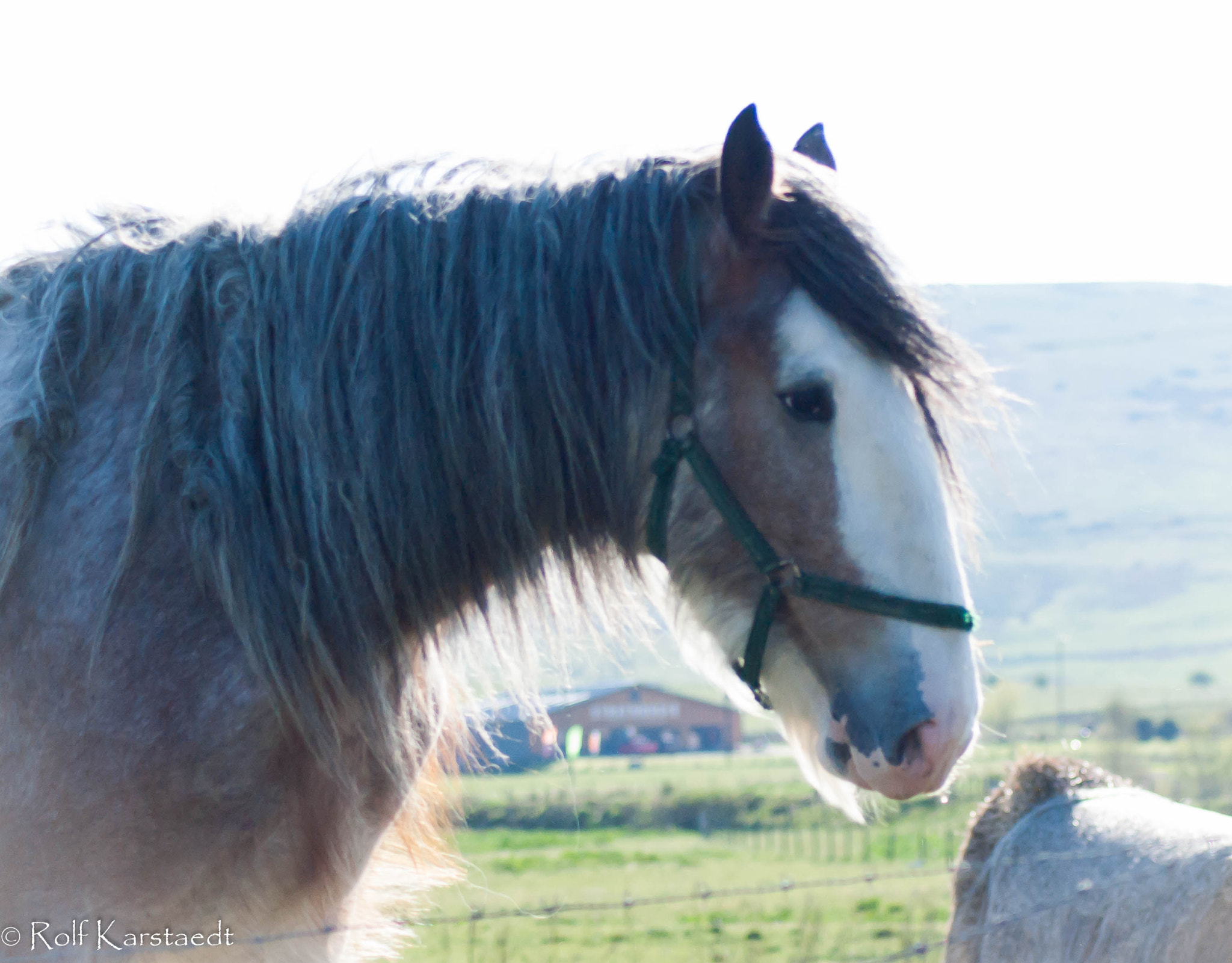 Pentax K-m (K2000) + Tamron AF 70-300mm F4-5.6 Di LD Macro sample photo. R karstaedt milton clydesdales photography