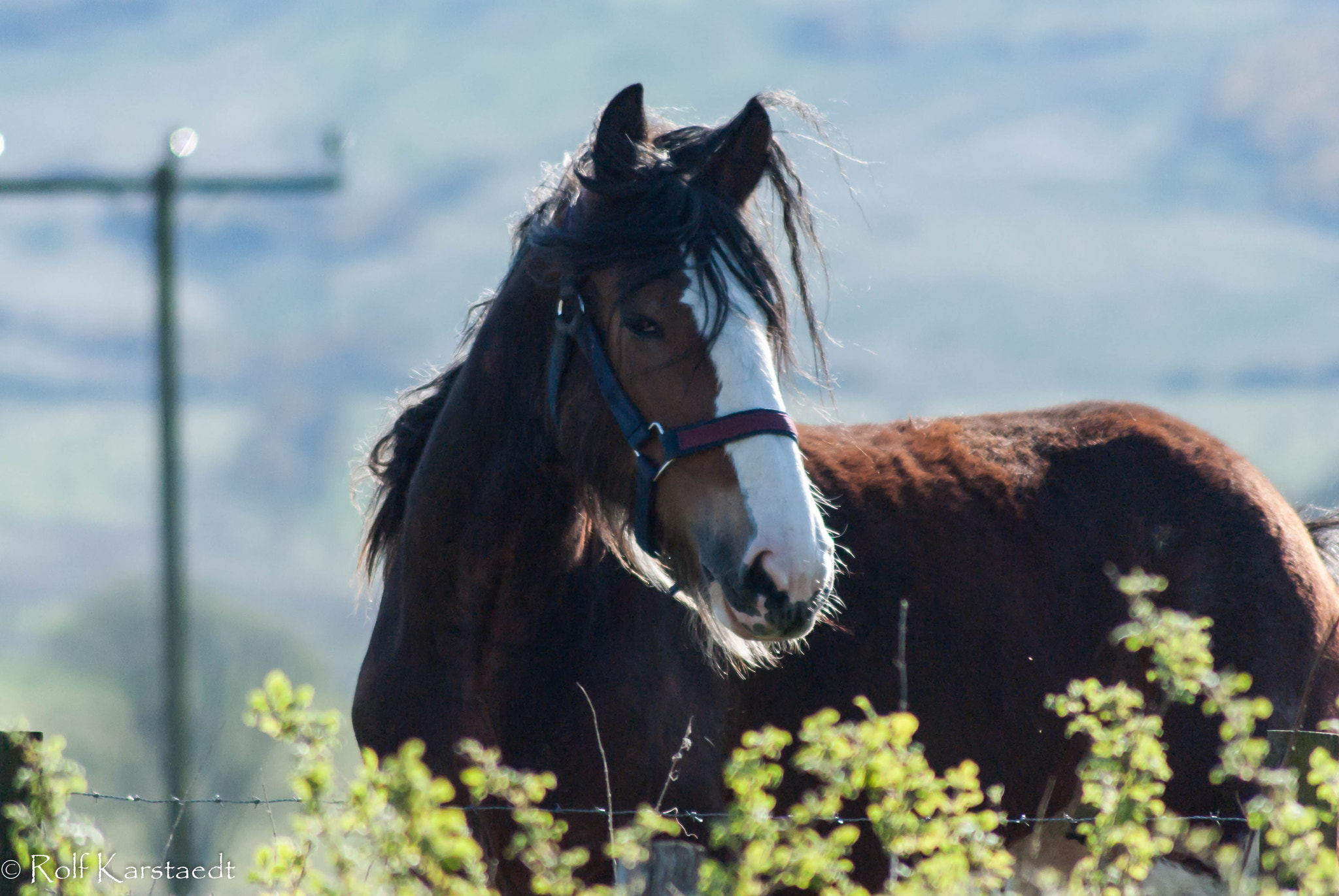 Pentax K-m (K2000) sample photo. R karstaedt milton clydesdales photography