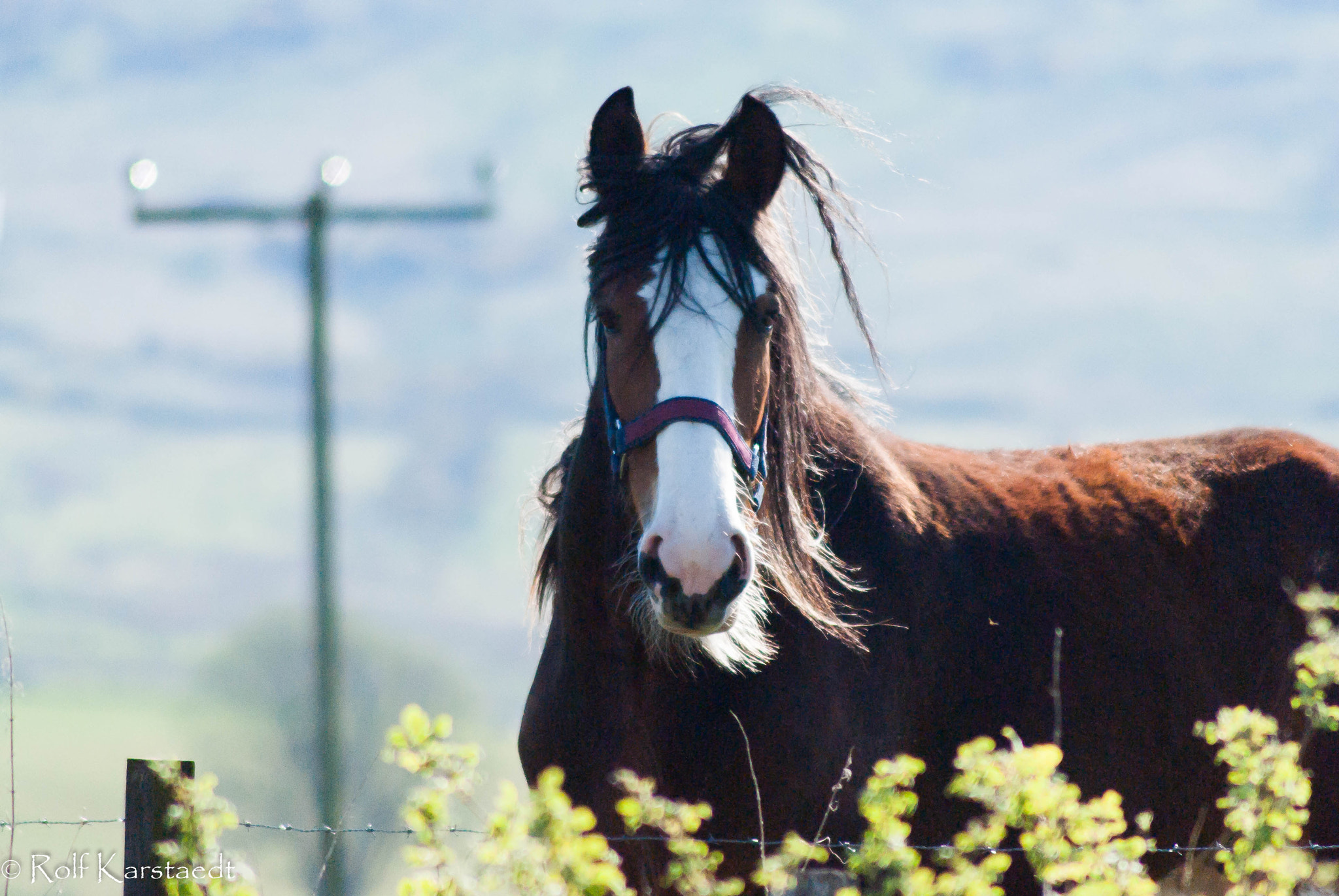 Pentax K-m (K2000) sample photo. R karstaedt milton clydesdales photography