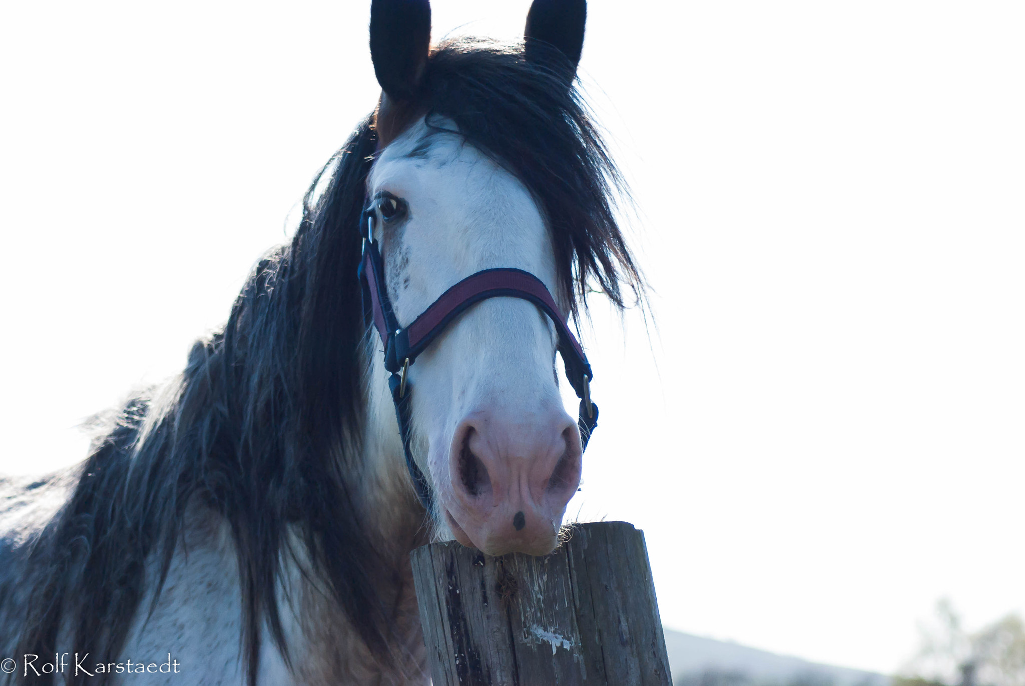 Pentax K-m (K2000) sample photo. R karstaedt milton clydesdales photography