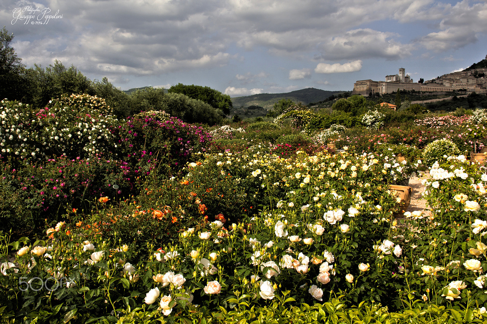 Sigma 17-70mm F2.8-4 DC Macro OS HSM sample photo. Rose garden photography