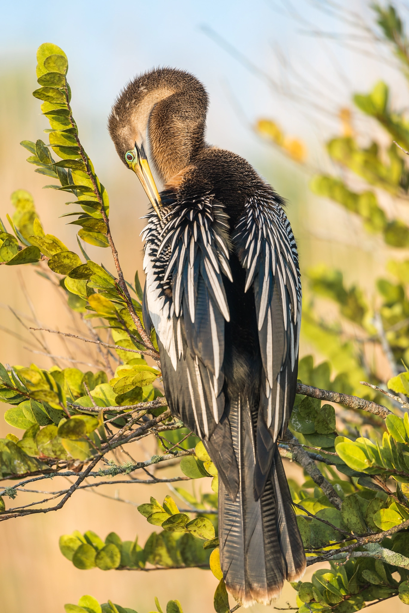 Nikon Nikkor AF-S 300mm F4E PF ED VR sample photo. Anhinga photography