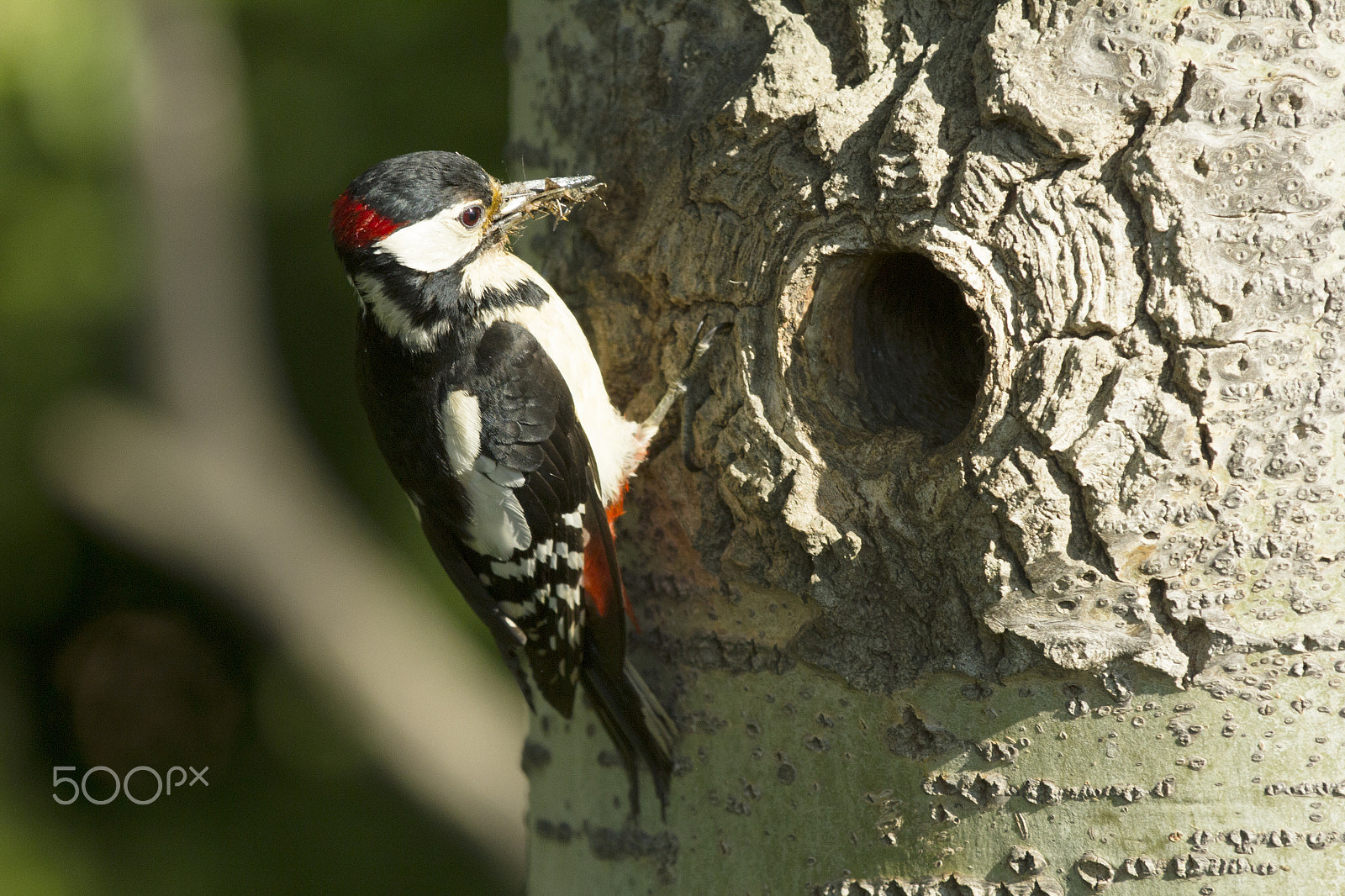 Canon EF 70-200mm F2.8L IS II USM sample photo. Red woodpecker photography