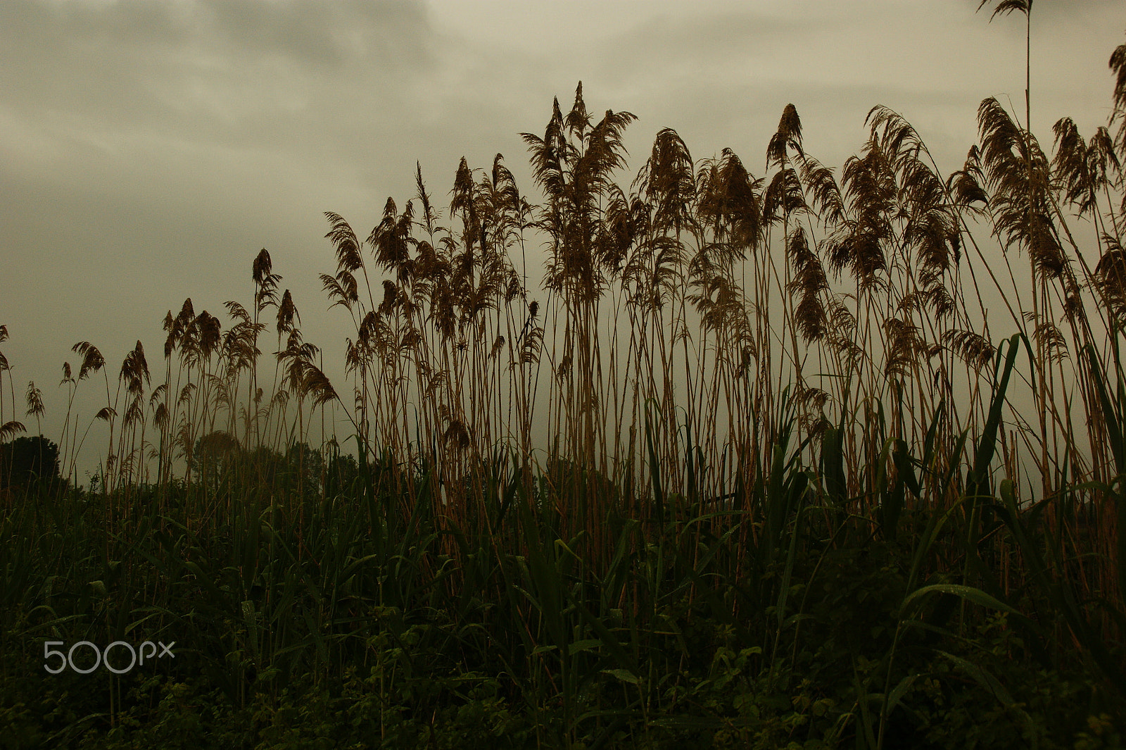 Sony DT 18-200mm F3.5-6.3 sample photo. Between earth & clouds photography