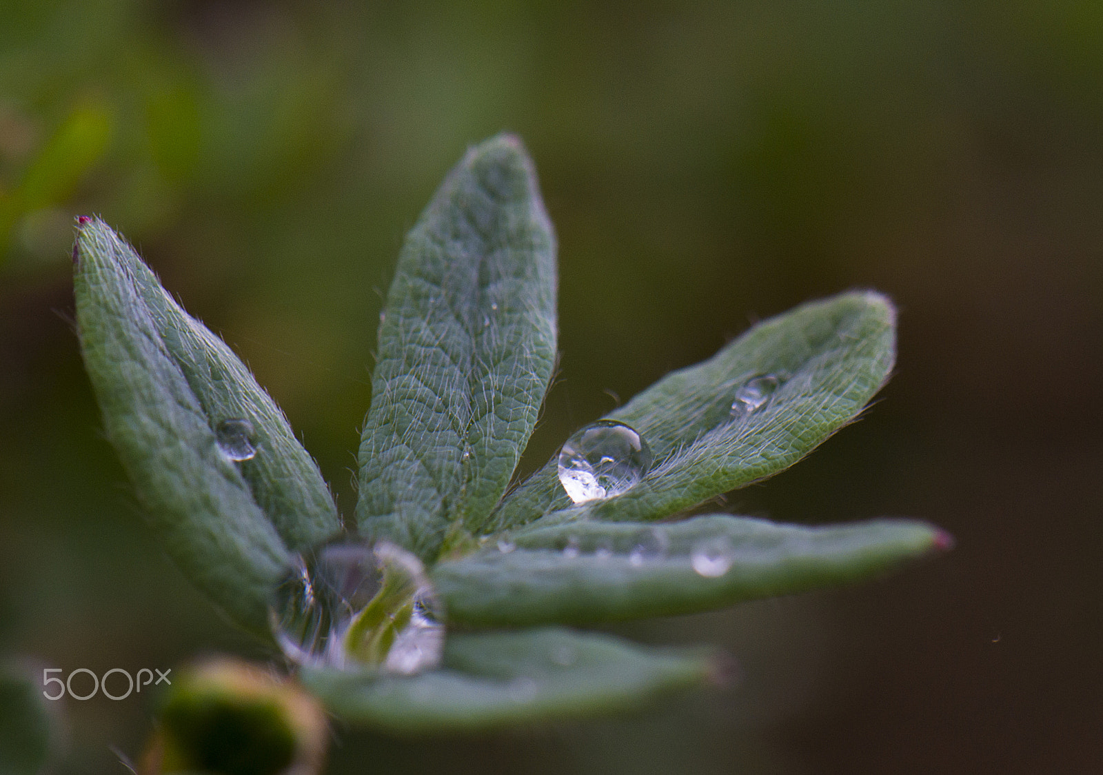 Nikon AF-S DX Micro-Nikkor 85mm F3.5G ED VR sample photo. Droplets photography