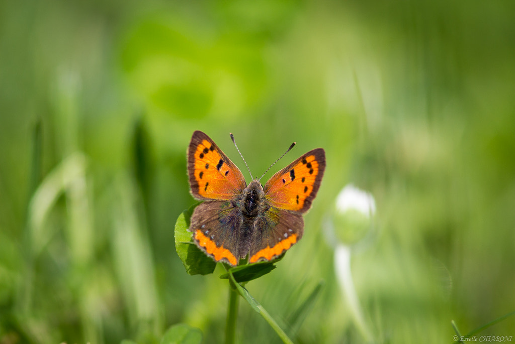 Canon EF 300mm F4L IS USM sample photo. Papillon photography